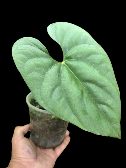 Anthurium sp. 'Silver Peru' Wild Ecotype (EXACT PLANT)