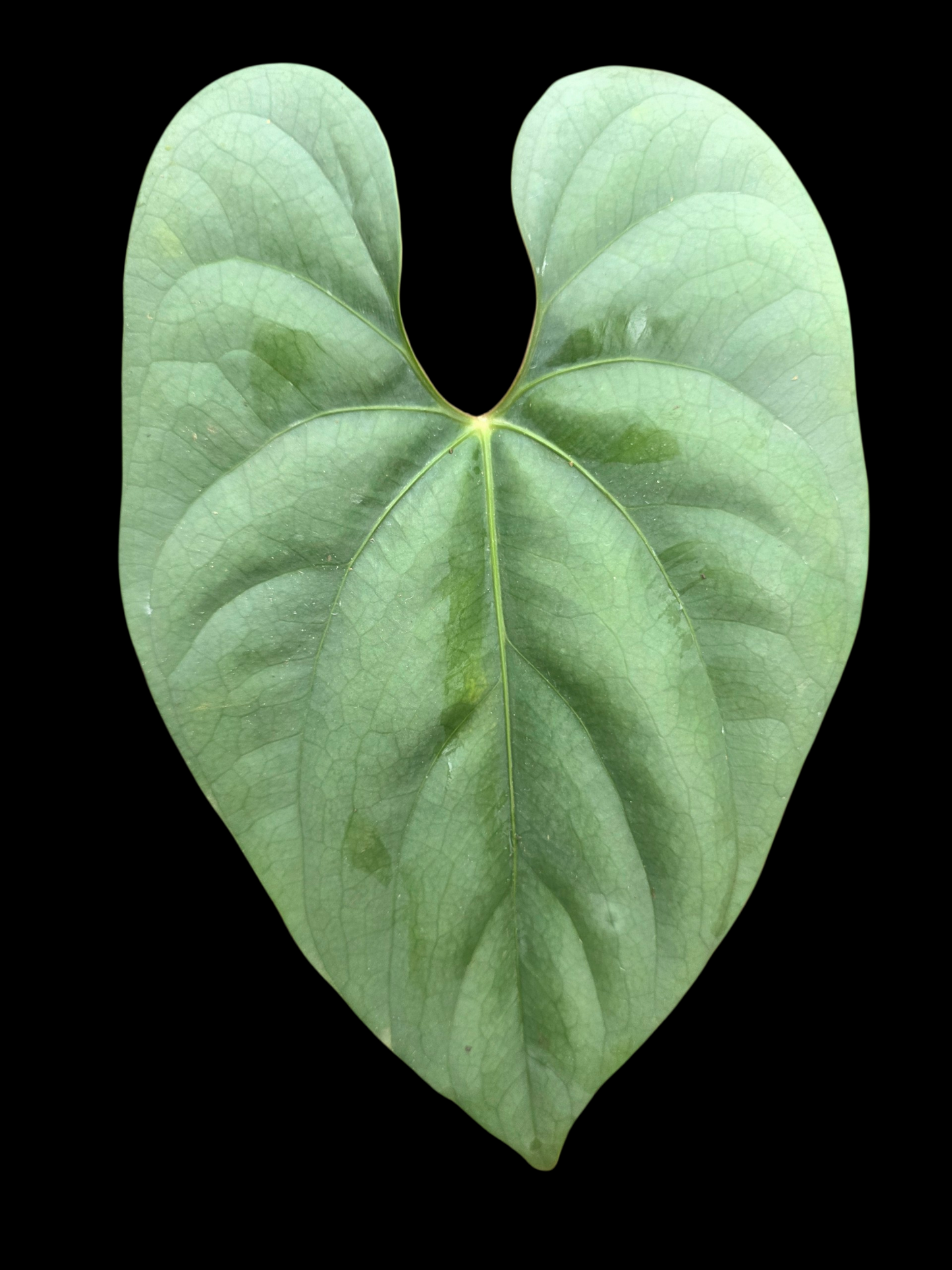Anthurium sp. 'Silver Peru' Wild Ecotype (EXACT PLANT)