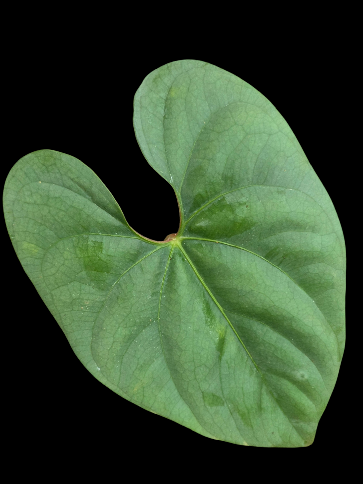 Anthurium sp. 'Silver Peru' Wild Ecotype (EXACT PLANT)
