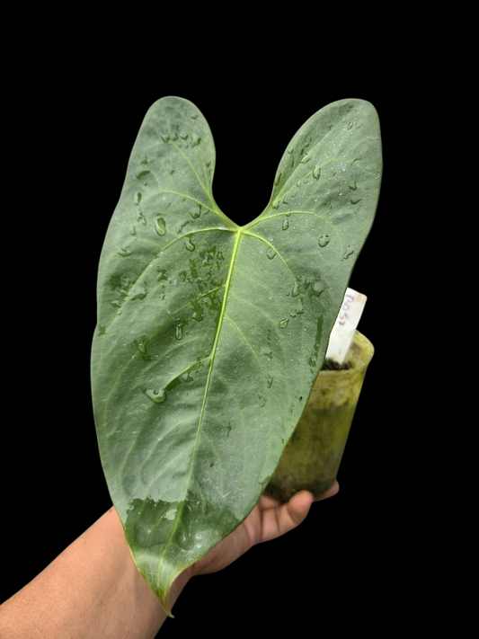 Anthurium sp. 'Shapaja Silver' Wild Ecotype (EXACT PLANT)