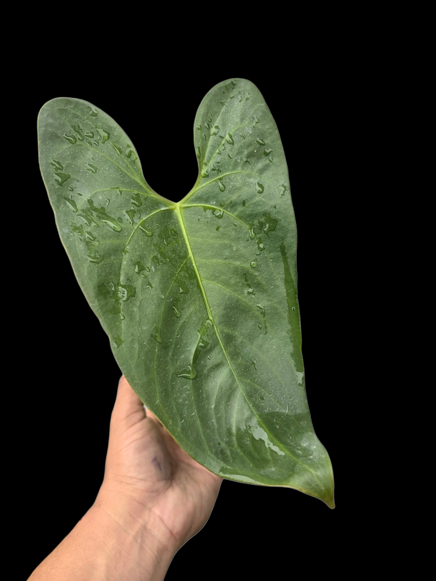 Anthurium sp. 'Shapaja Silver' Wild Ecotype (EXACT PLANT)