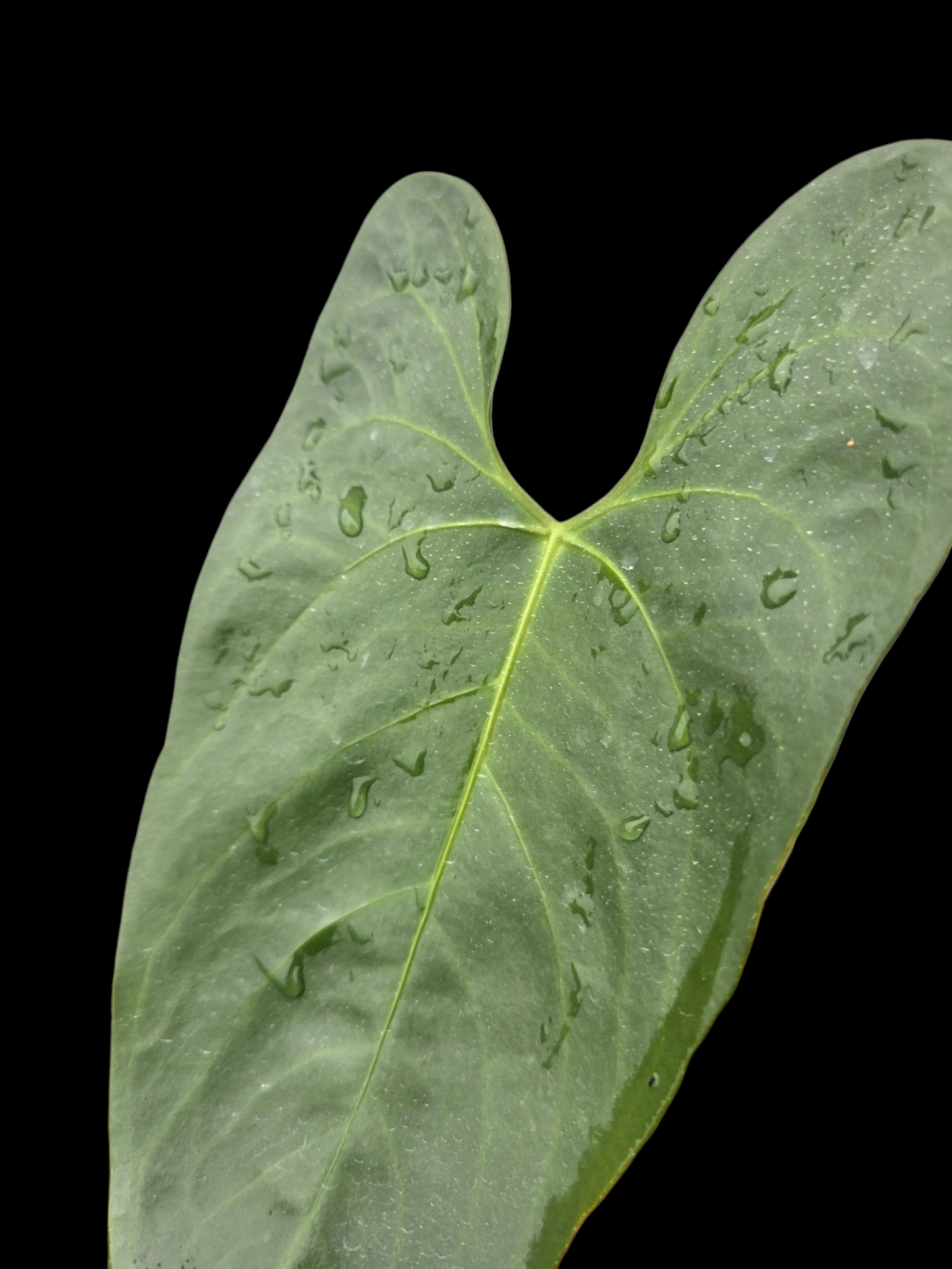Anthurium sp. 'Shapaja Silver' Wild Ecotype (EXACT PLANT)