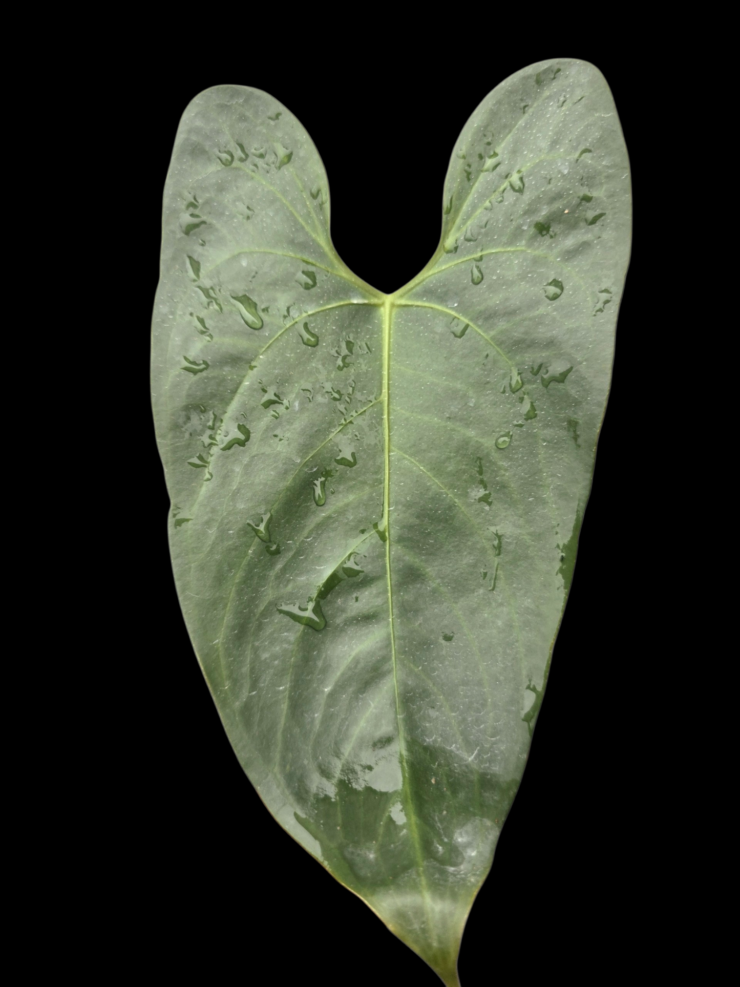 Anthurium sp. 'Shapaja Silver' Wild Ecotype (EXACT PLANT)