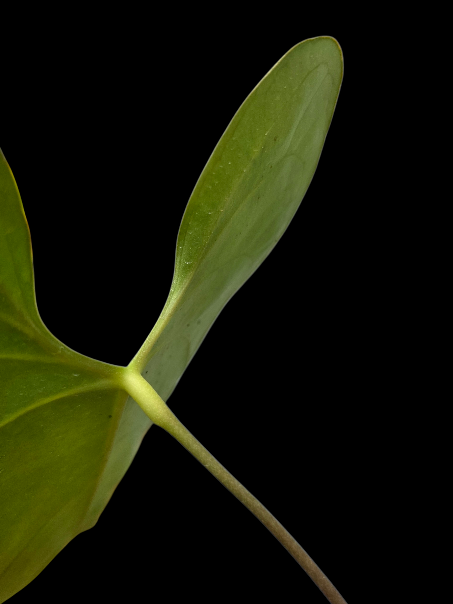 Anthurium sp. 'Shapaja Silver' Wild Ecotype (EXACT PLANT)