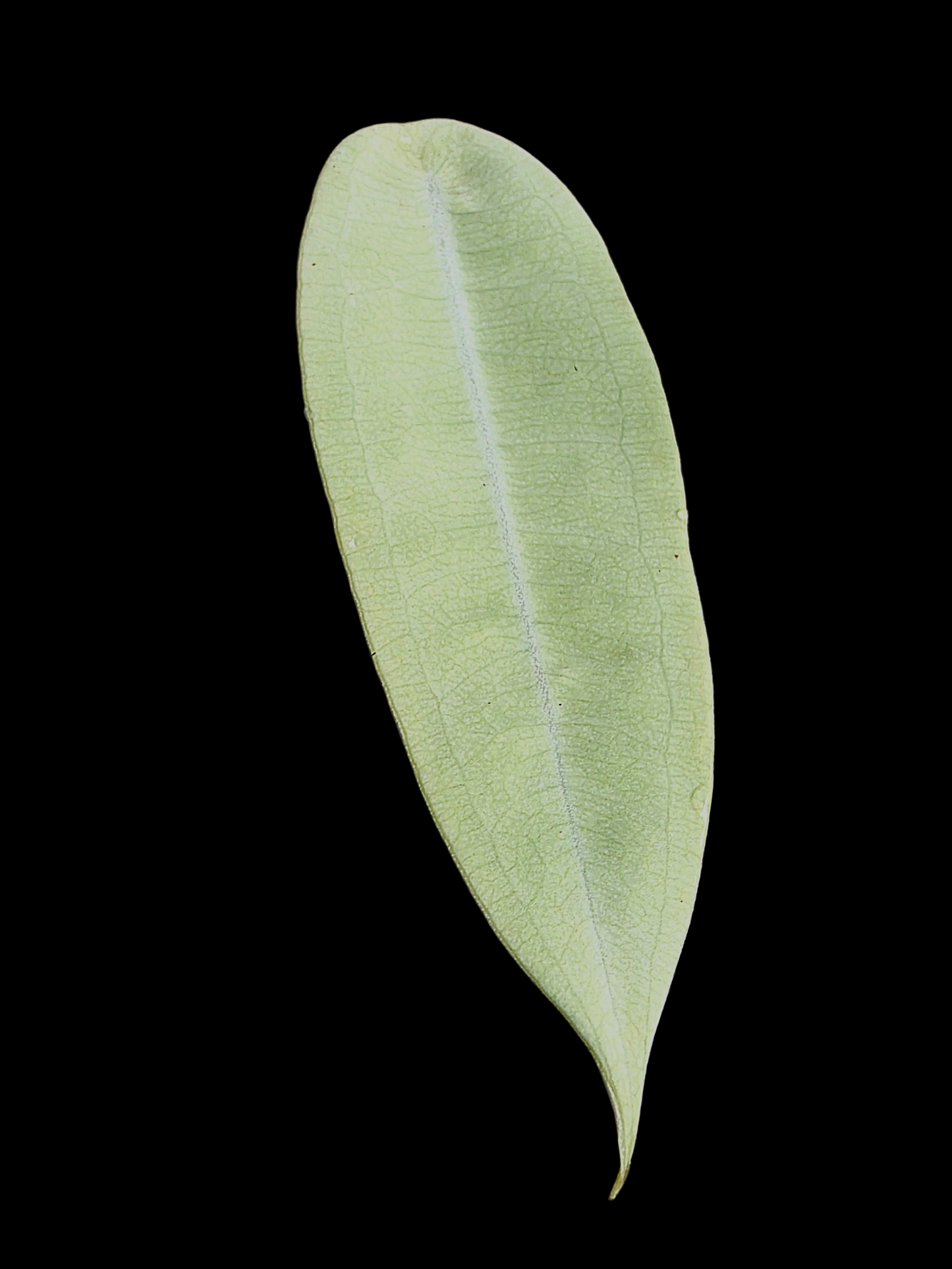Anthurium sp. "Little Ghost" Wild Ecotype (EXACT PLANT)