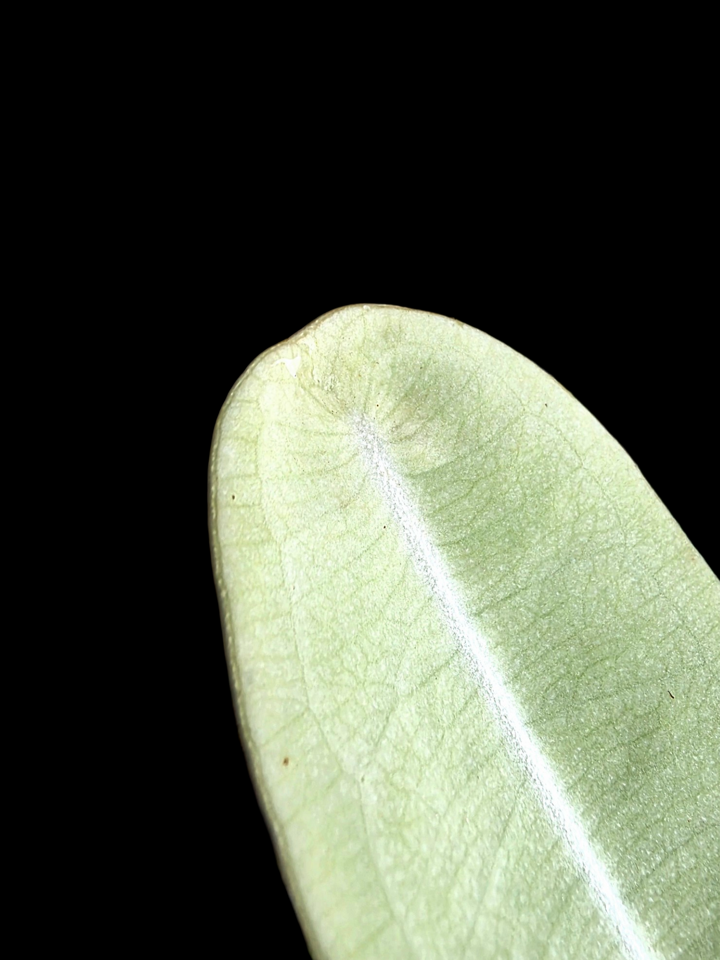 Anthurium sp. "Little Ghost" Wild Ecotype (EXACT PLANT)