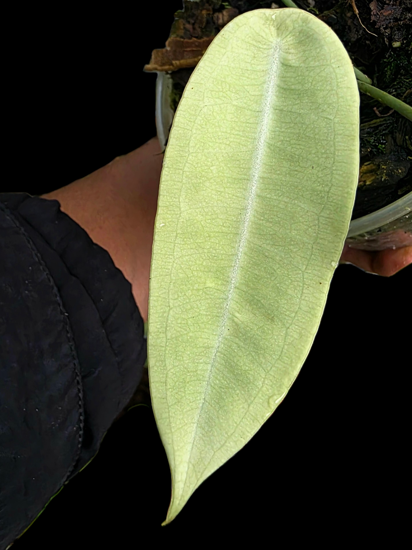 Anthurium sp. "Little Ghost" Wild Ecotype (EXACT PLANT)