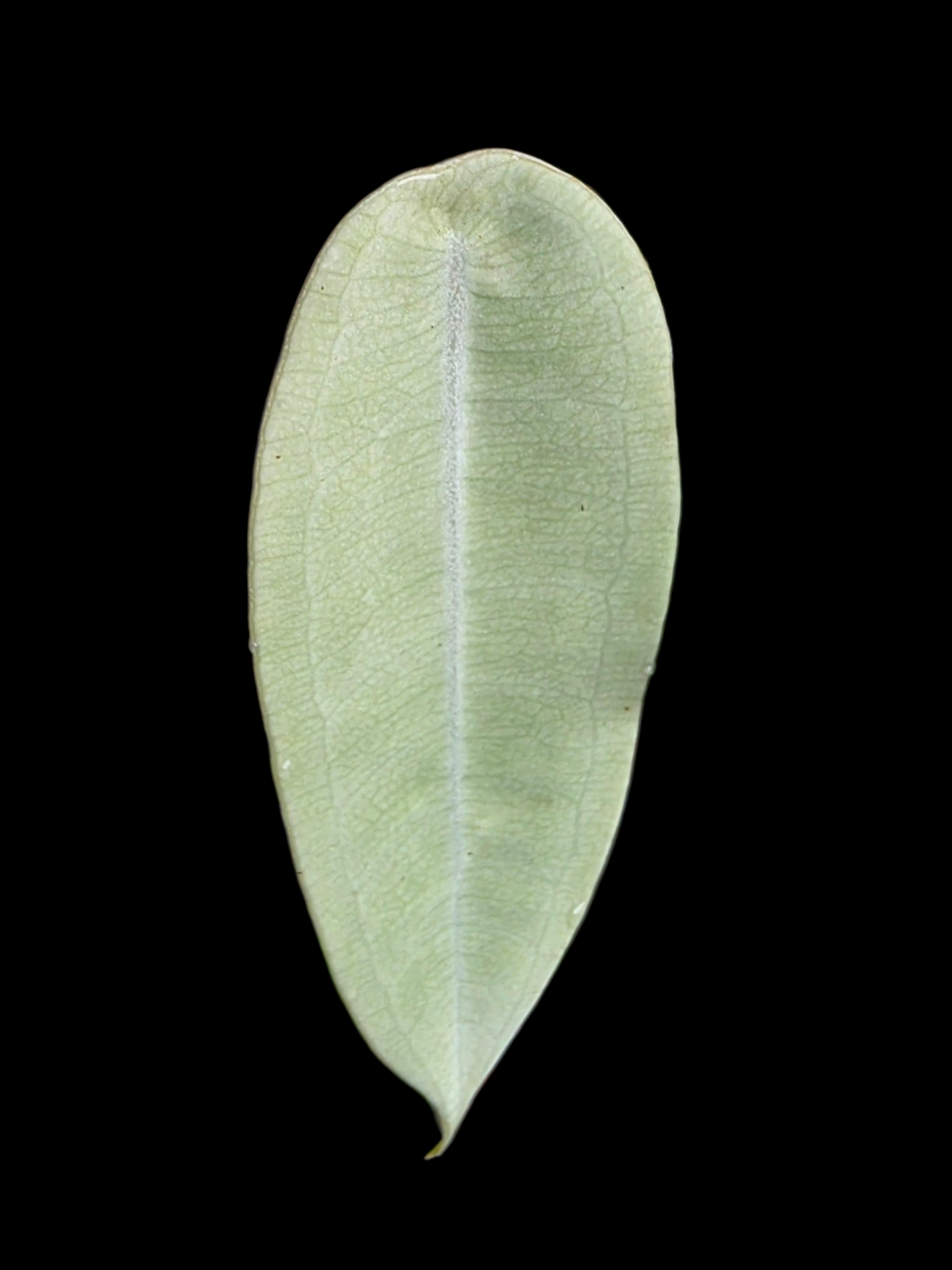 Anthurium sp. "Little Ghost" Wild Ecotype (EXACT PLANT)