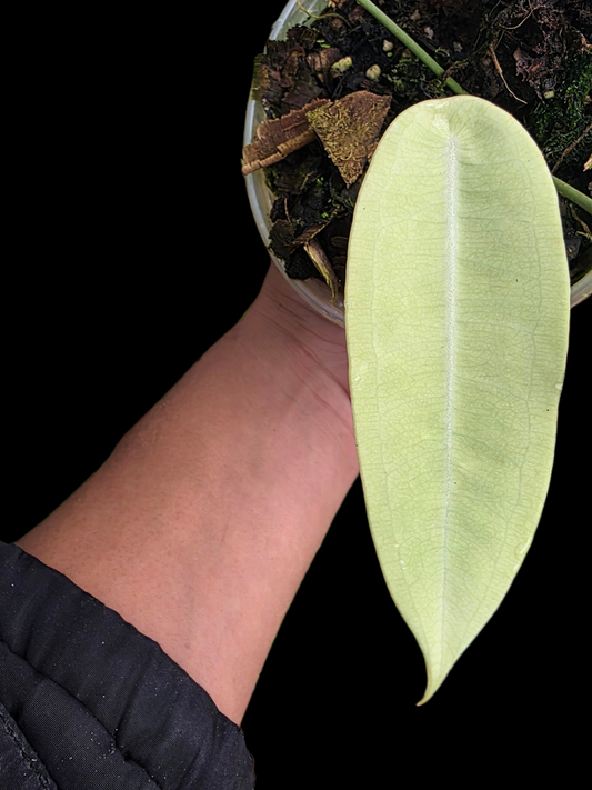 Anthurium sp. "Little Ghost" Wild Ecotype (EXACT PLANT)