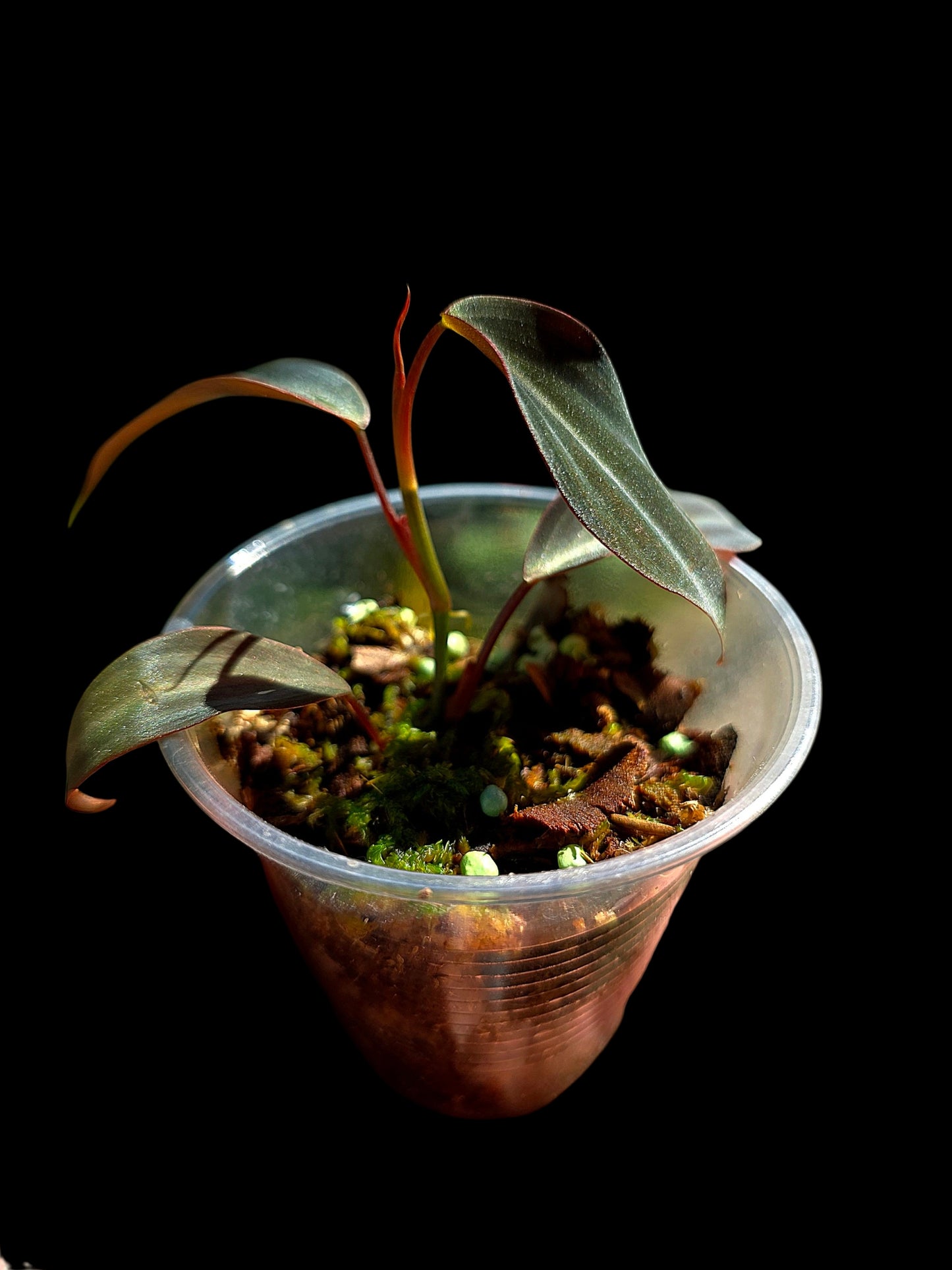Philodendron sp. 'Peruvian Red Velvet Trilobe' (EXACT PLANT)