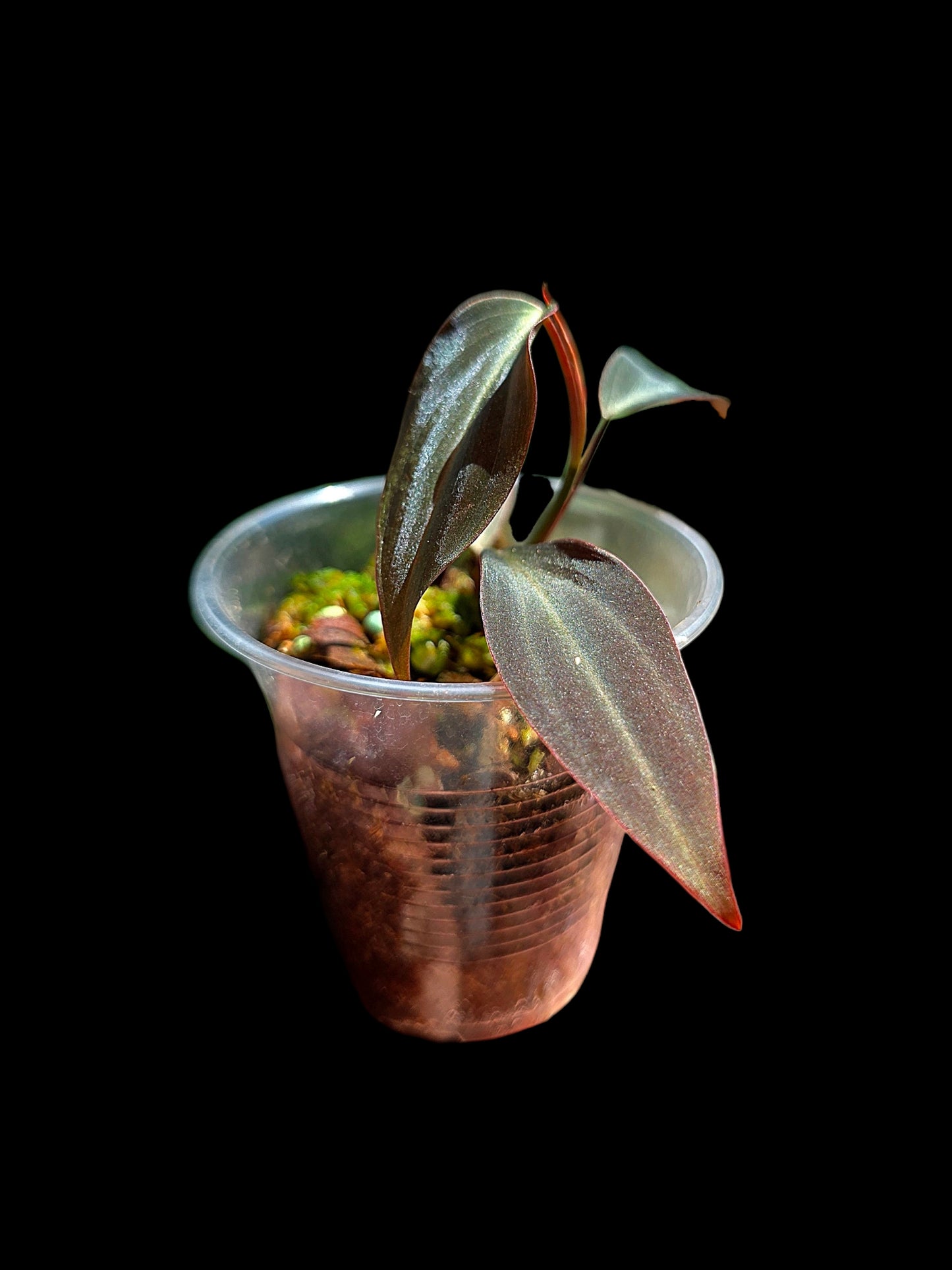 Philodendron sp. 'Peruvian Red Velvet Trilobe' (EXACT PLANT)