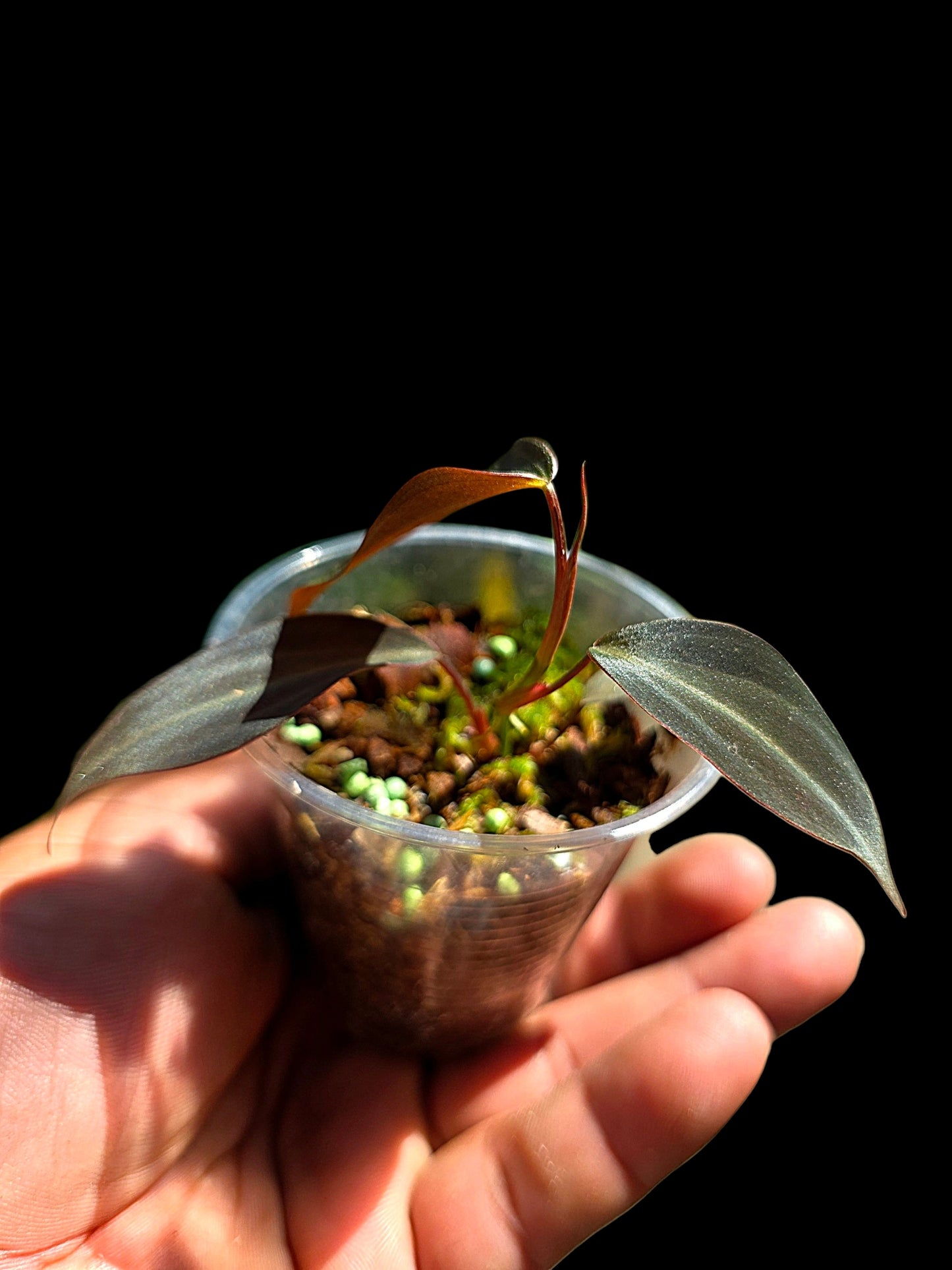 Philodendron sp. 'Peruvian Red Velvet Trilobe' (EXACT PLANT)