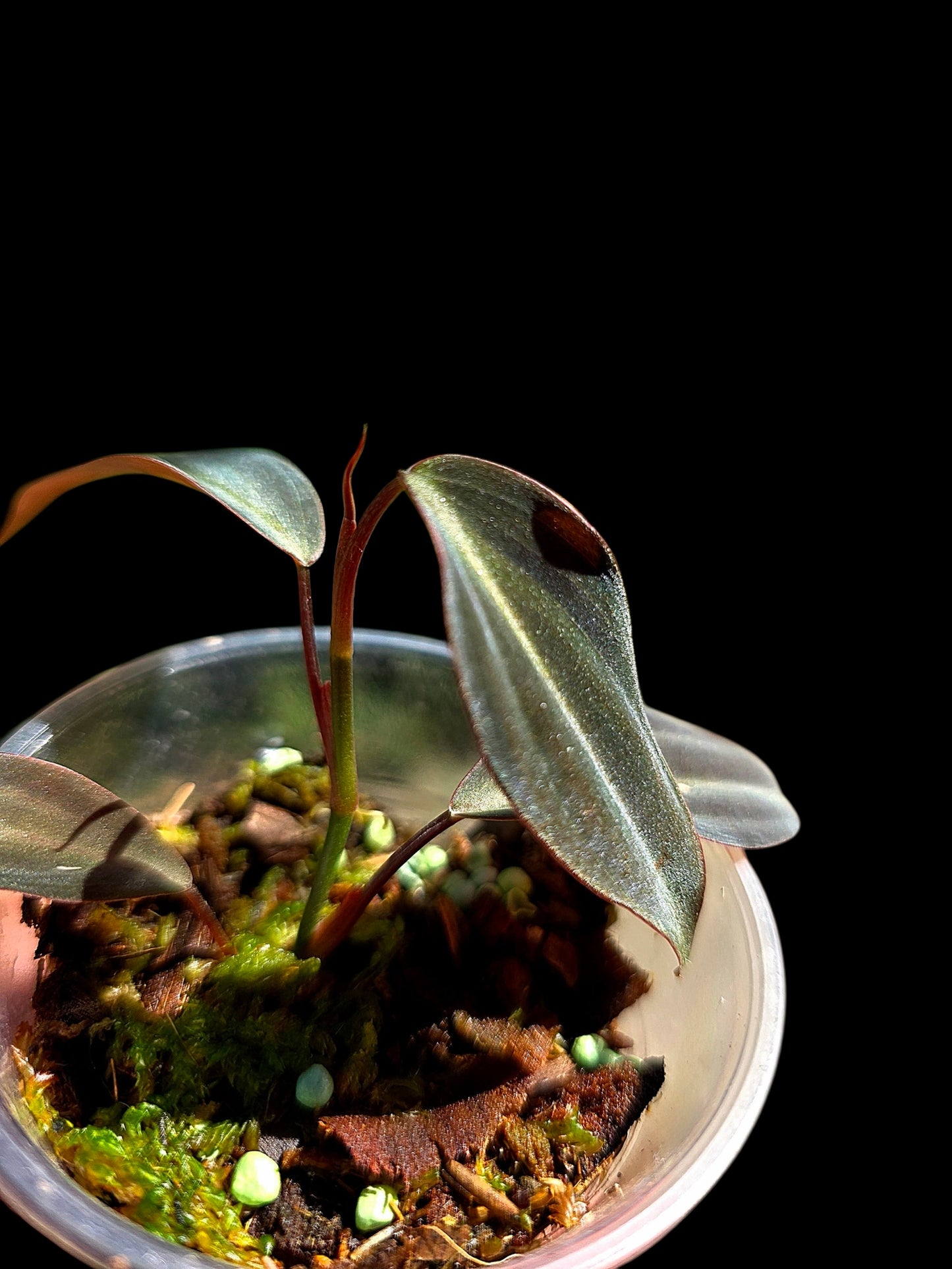 Philodendron sp. 'Peruvian Red Velvet Trilobe' (EXACT PLANT)