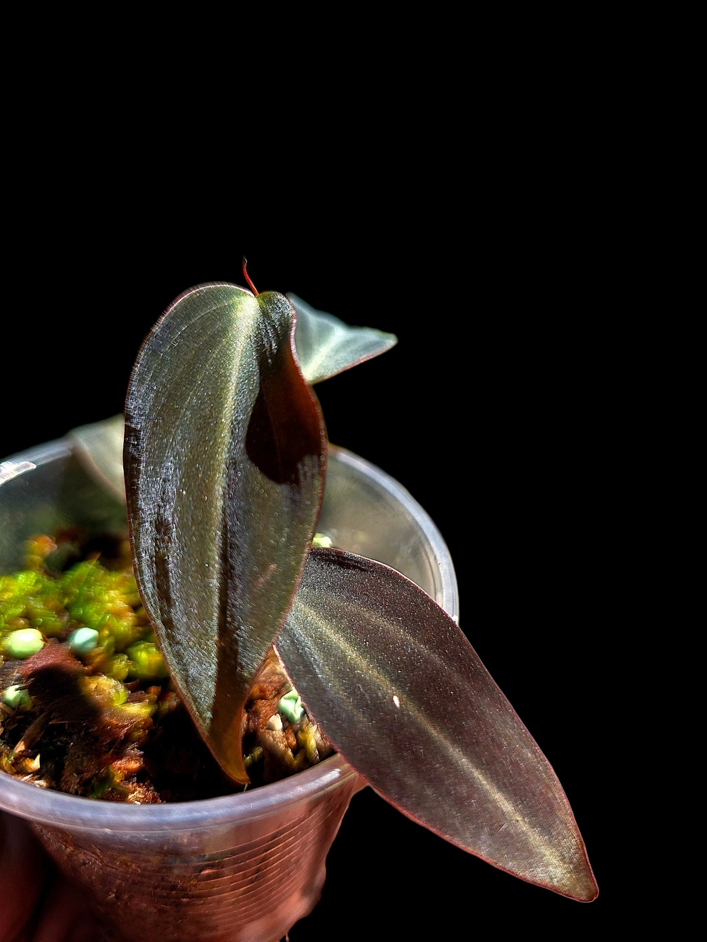 Philodendron sp. 'Peruvian Red Velvet Trilobe' (EXACT PLANT)