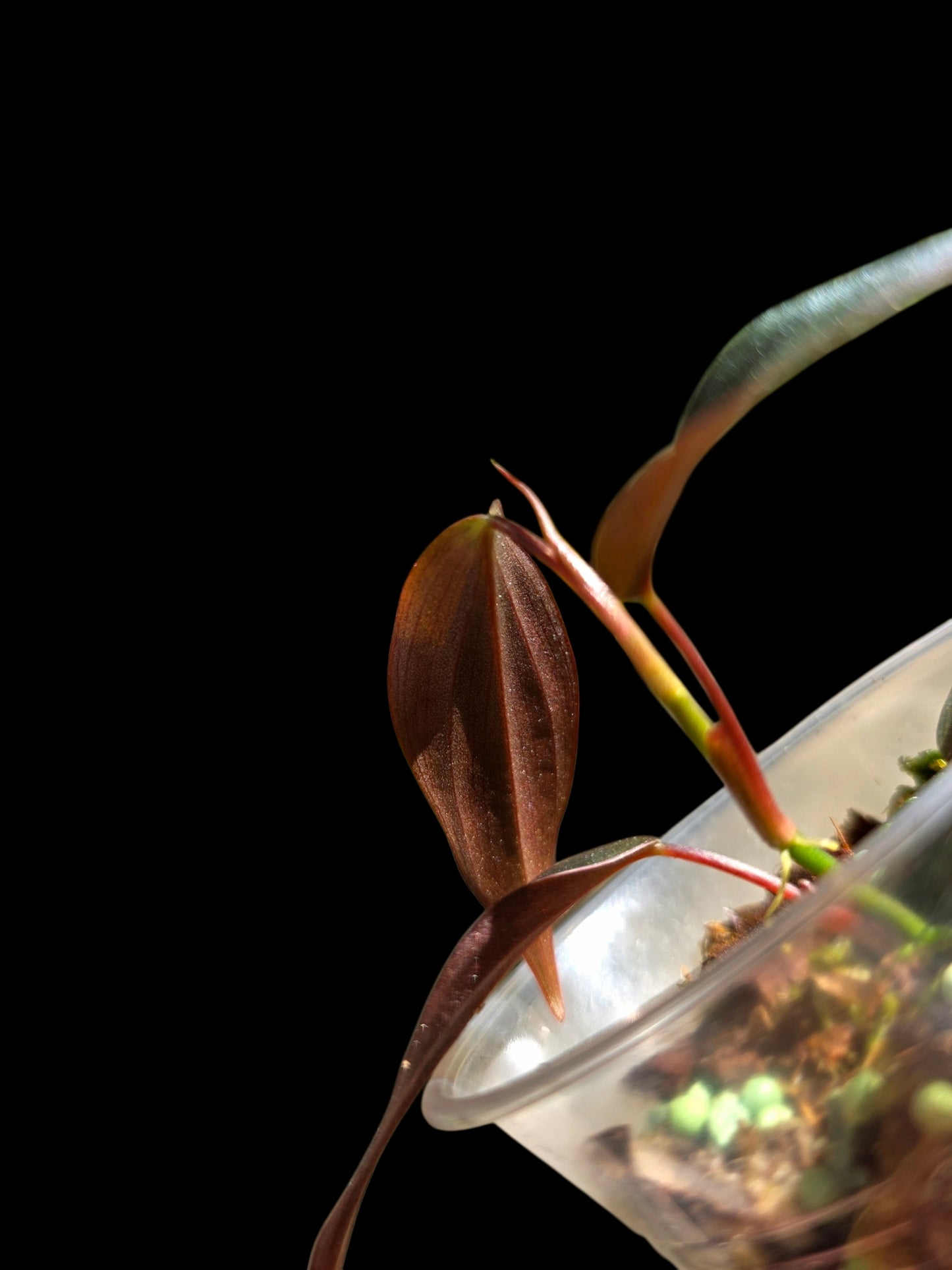 Philodendron sp. 'Peruvian Red Velvet Trilobe' (EXACT PLANT)