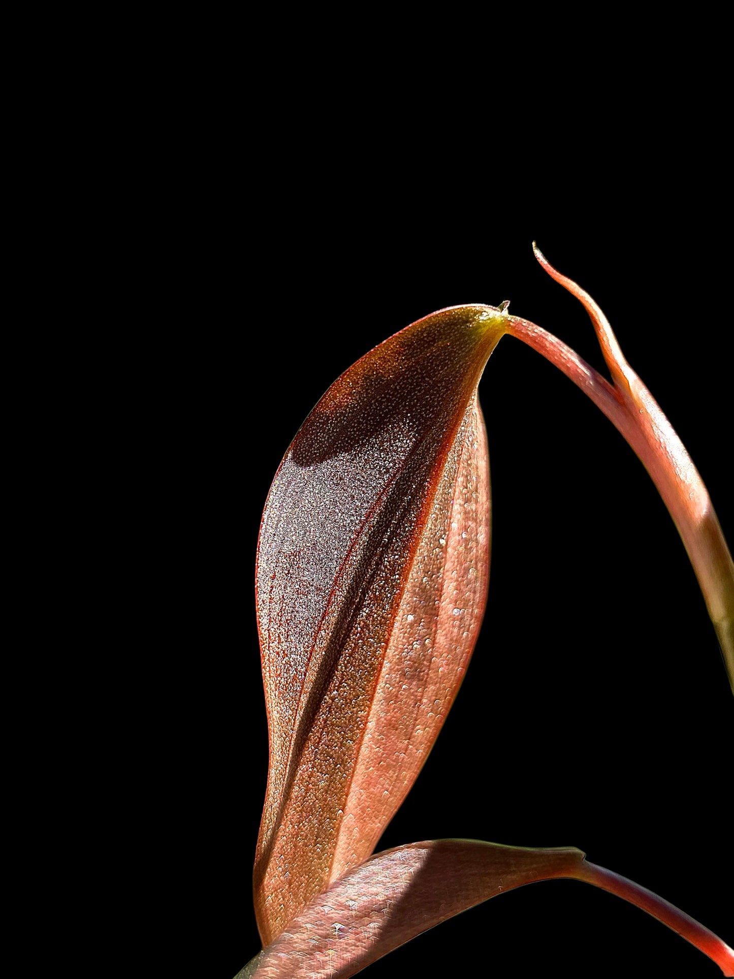 Philodendron sp. 'Peruvian Red Velvet Trilobe' (EXACT PLANT)