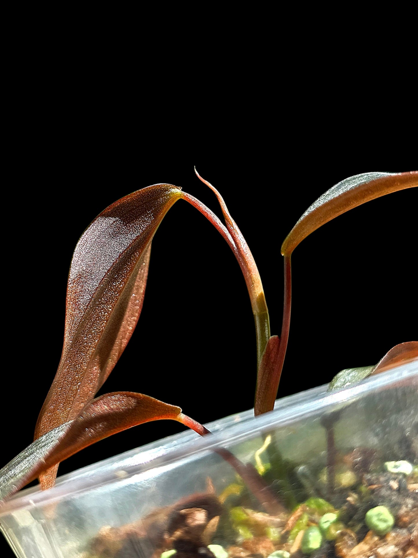 Philodendron sp. 'Peruvian Red Velvet Trilobe' (EXACT PLANT)