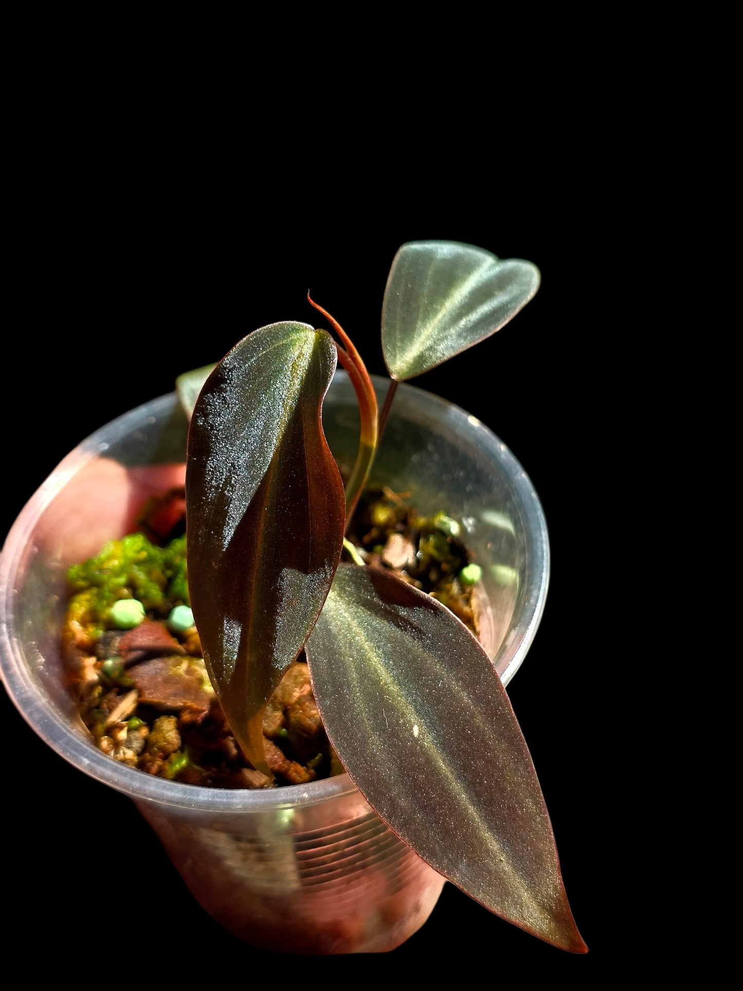 Philodendron sp. 'Peruvian Red Velvet Trilobe' (EXACT PLANT)
