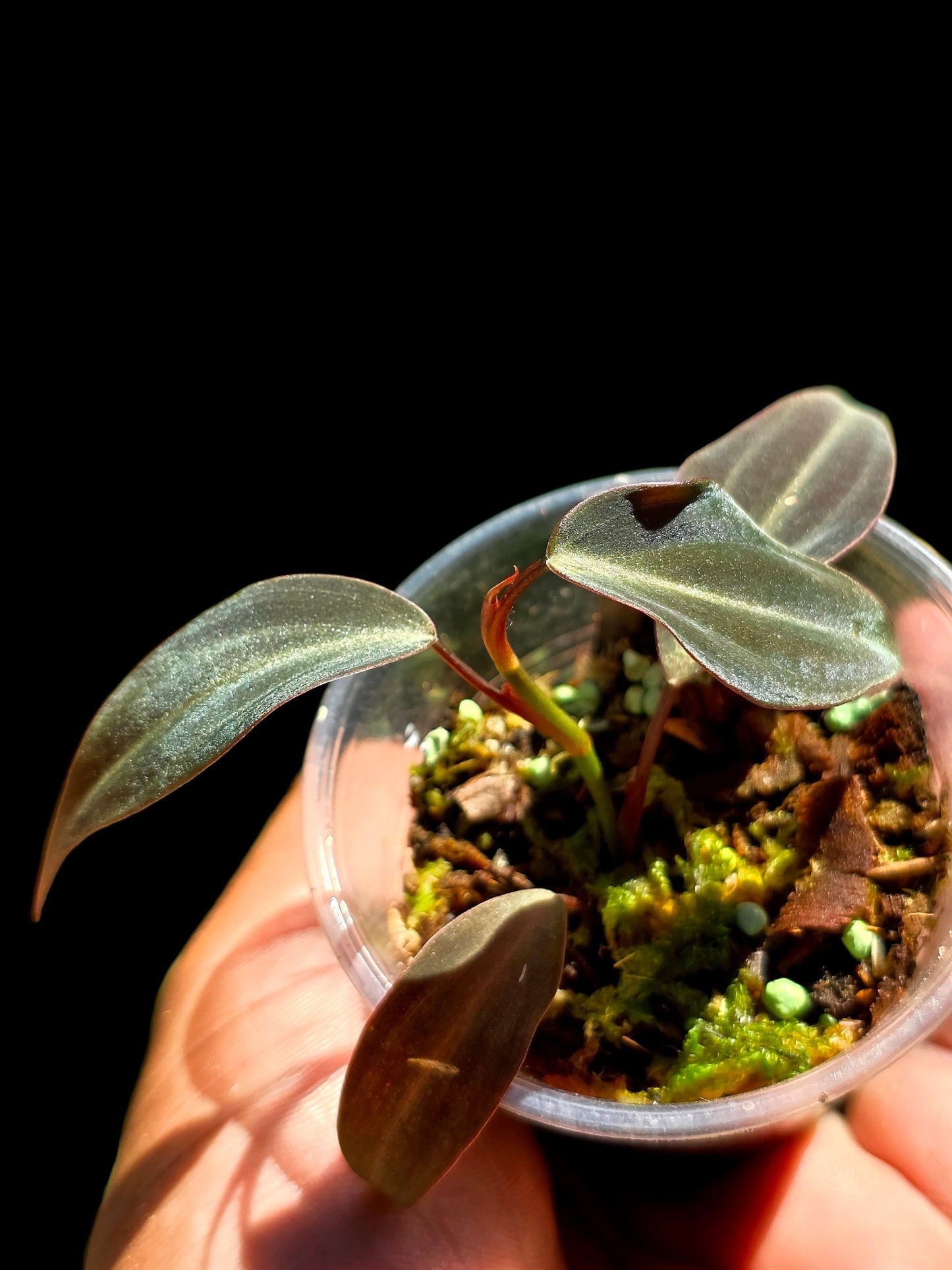 Philodendron sp. 'Peruvian Red Velvet Trilobe' (EXACT PLANT)