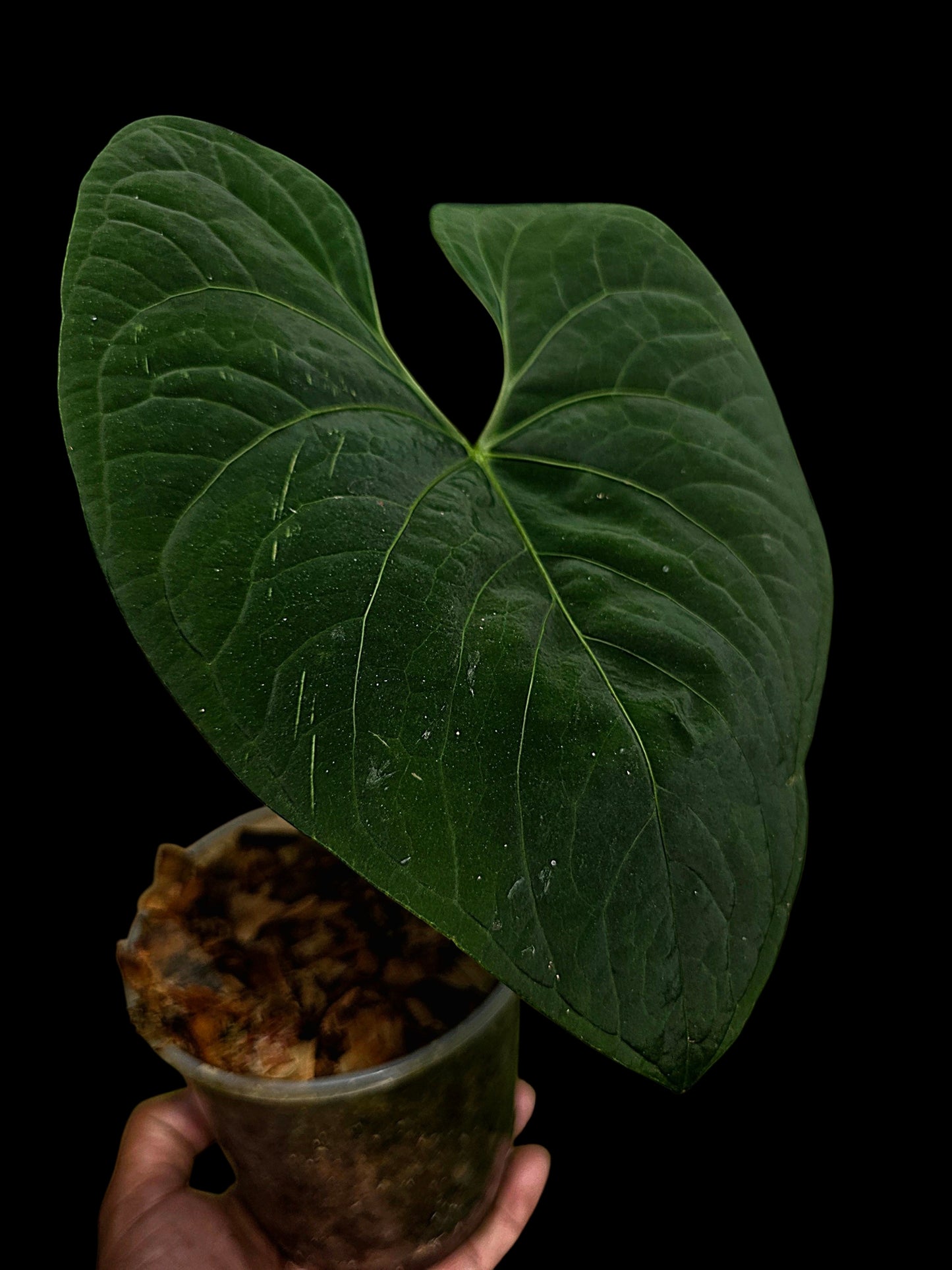 Anthurium sp. 'Huanuco Dark Velvet' Wild Ecotype (EXACT PLANT)