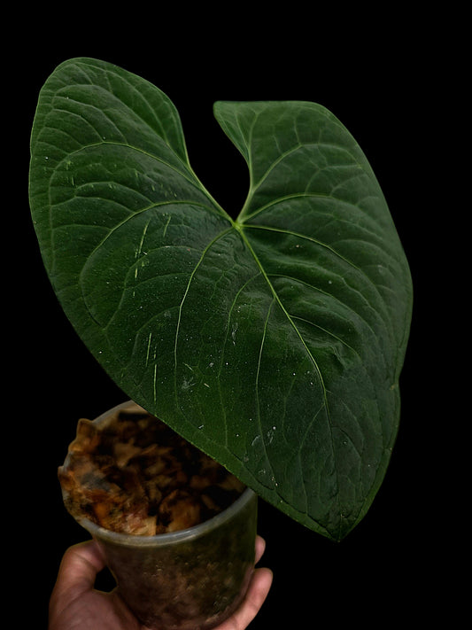 Anthurium sp. 'Huanuco Dark Velvet' Wild Ecotype (EXACT PLANT)