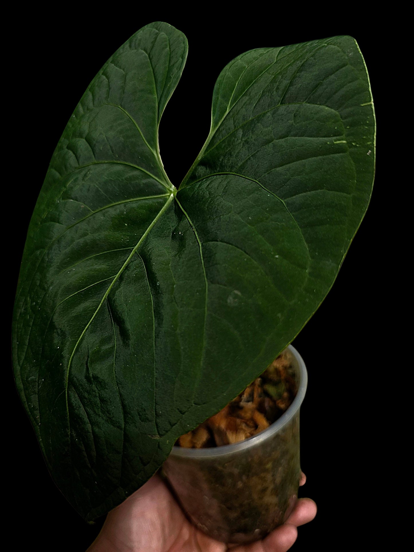Anthurium sp. 'Huanuco Dark Velvet' Wild Ecotype (EXACT PLANT)