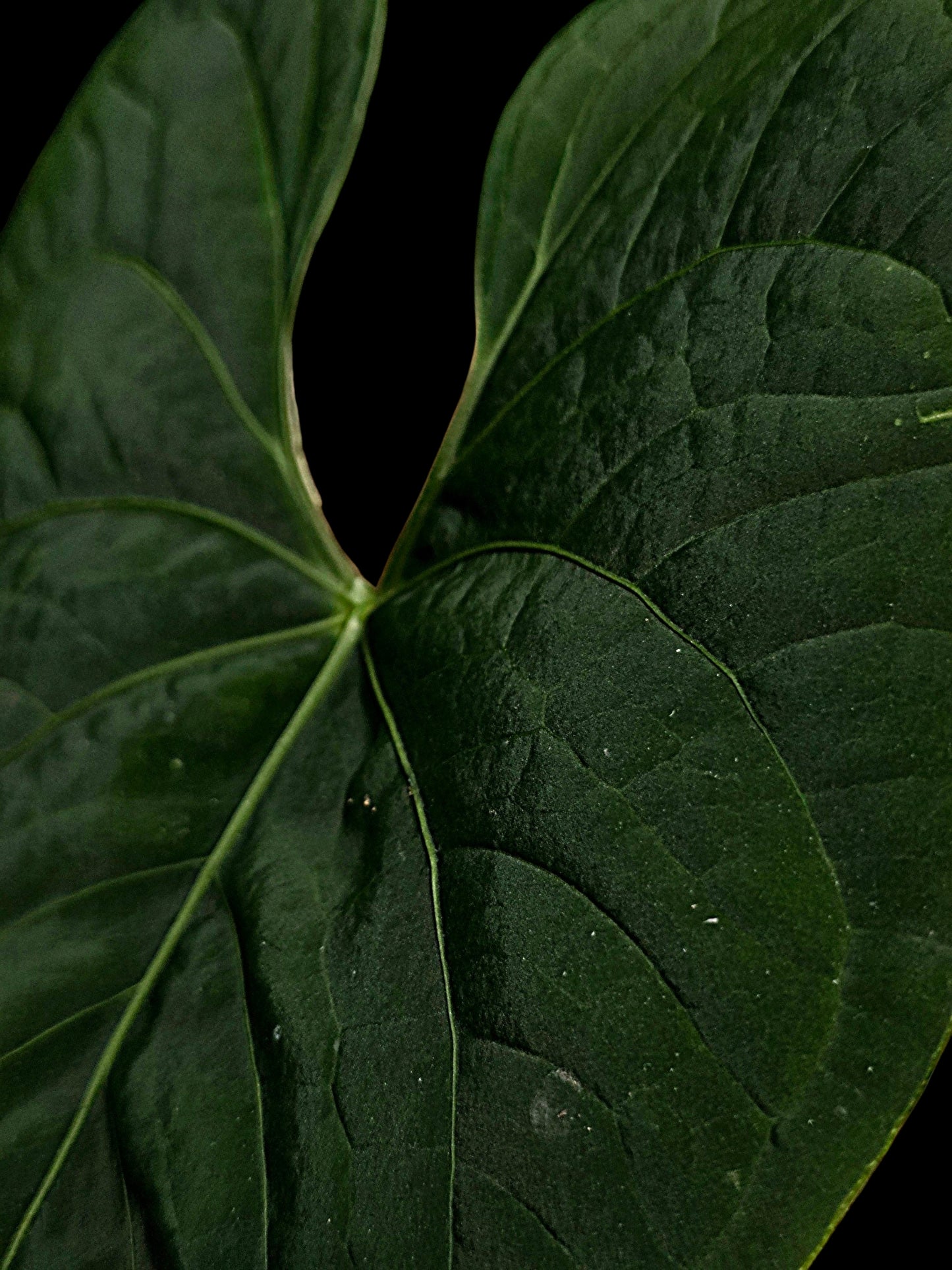 Anthurium sp. 'Huanuco Dark Velvet' Wild Ecotype (EXACT PLANT)