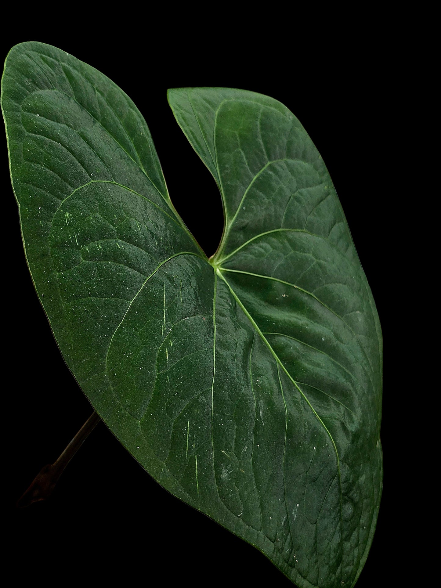 Anthurium sp. 'Huanuco Dark Velvet' Wild Ecotype (EXACT PLANT)