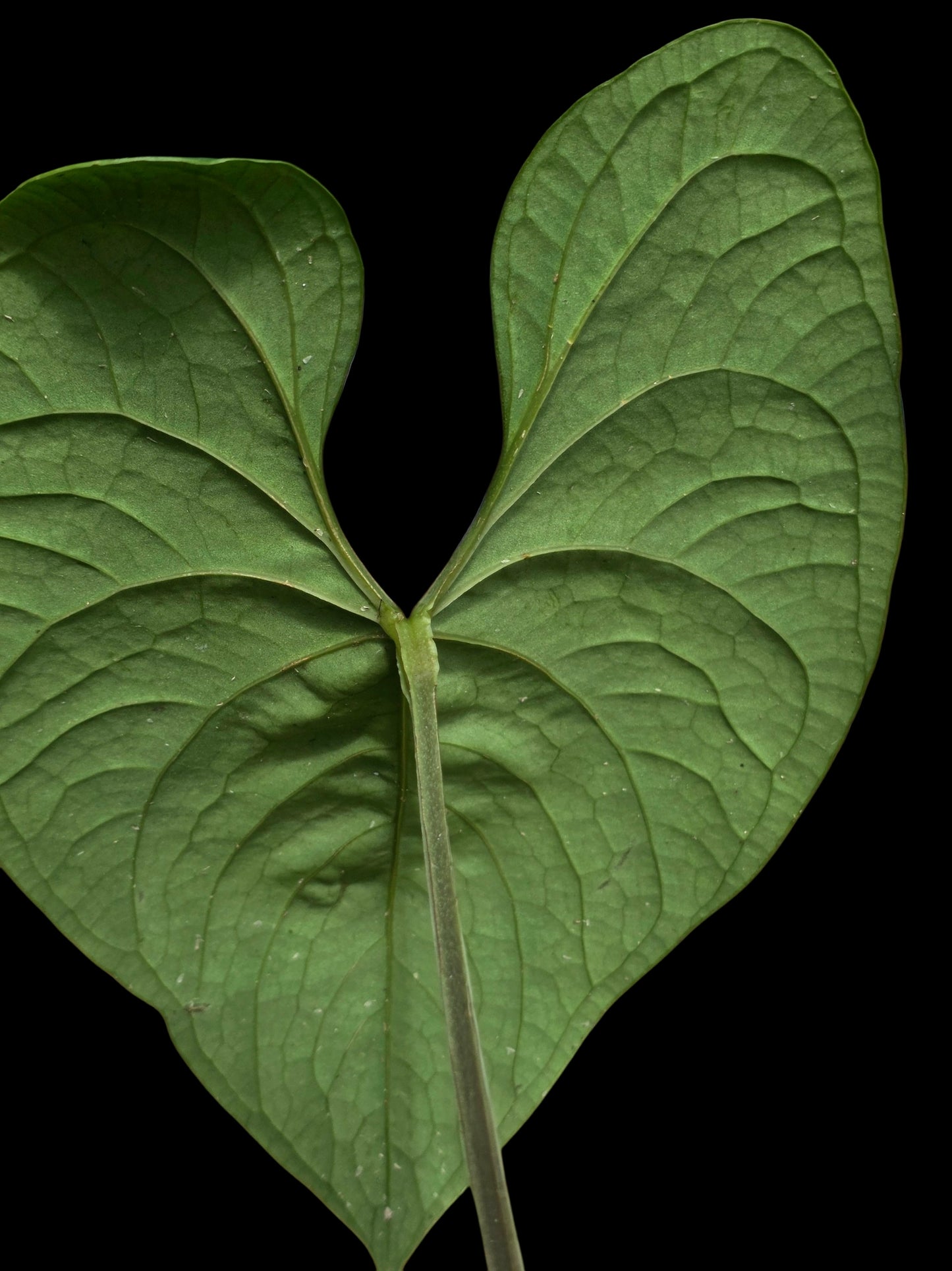 Anthurium sp. 'Huanuco Dark Velvet' Wild Ecotype (EXACT PLANT)