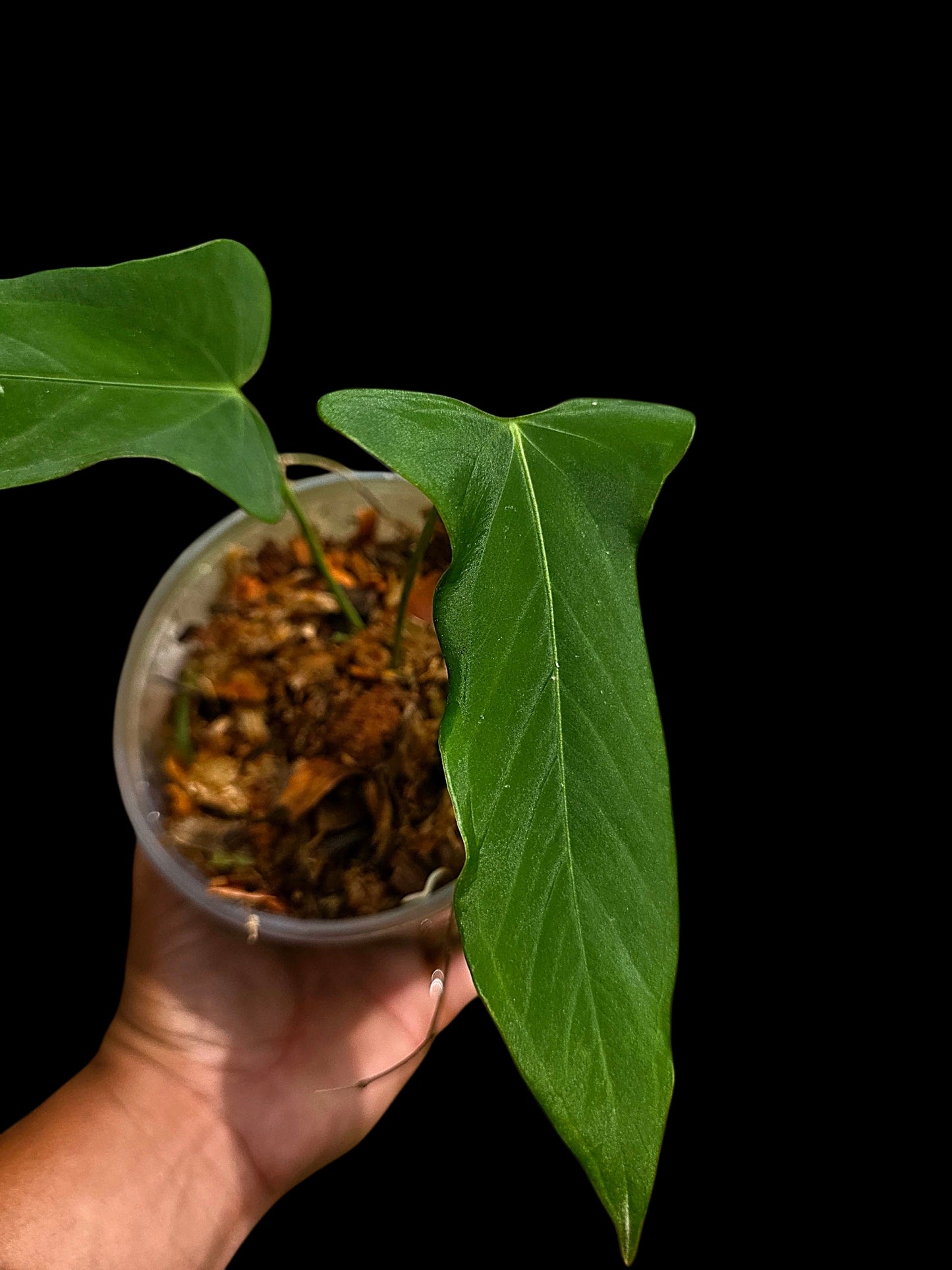 Anthurium sp. 'Tingomarianense Velvet Lobed' with 2 Leaves (EXACT PLANT)