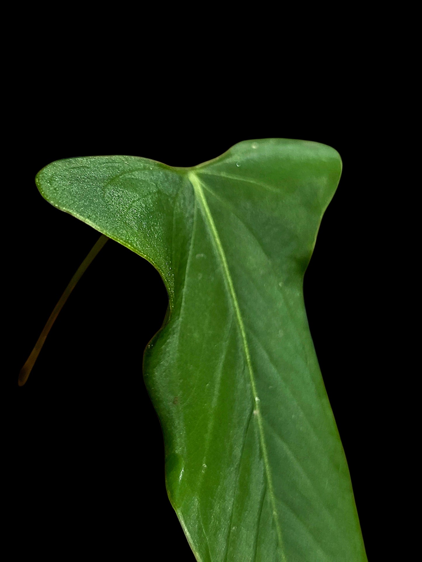 Anthurium sp. 'Tingomarianense Velvet Lobed' with 2 Leaves (EXACT PLANT)