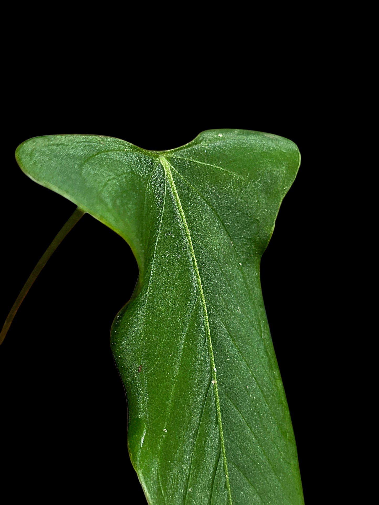 Anthurium sp. 'Tingomarianense Velvet Lobed' with 2 Leaves (EXACT PLANT)