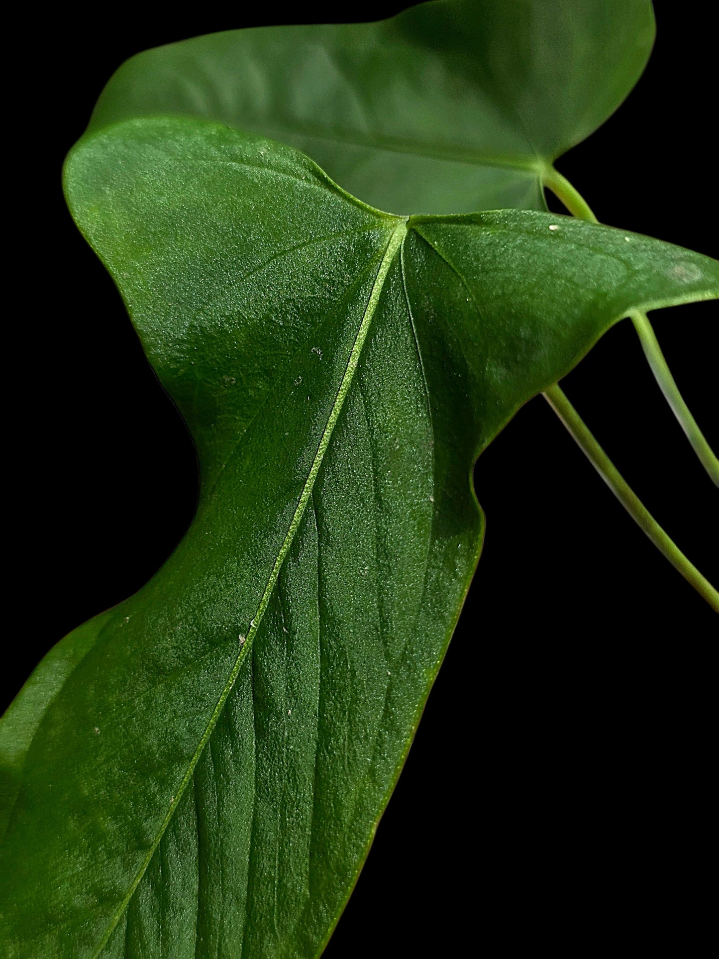 Anthurium sp. 'Tingomarianense Velvet Lobed' with 2 Leaves (EXACT PLANT)