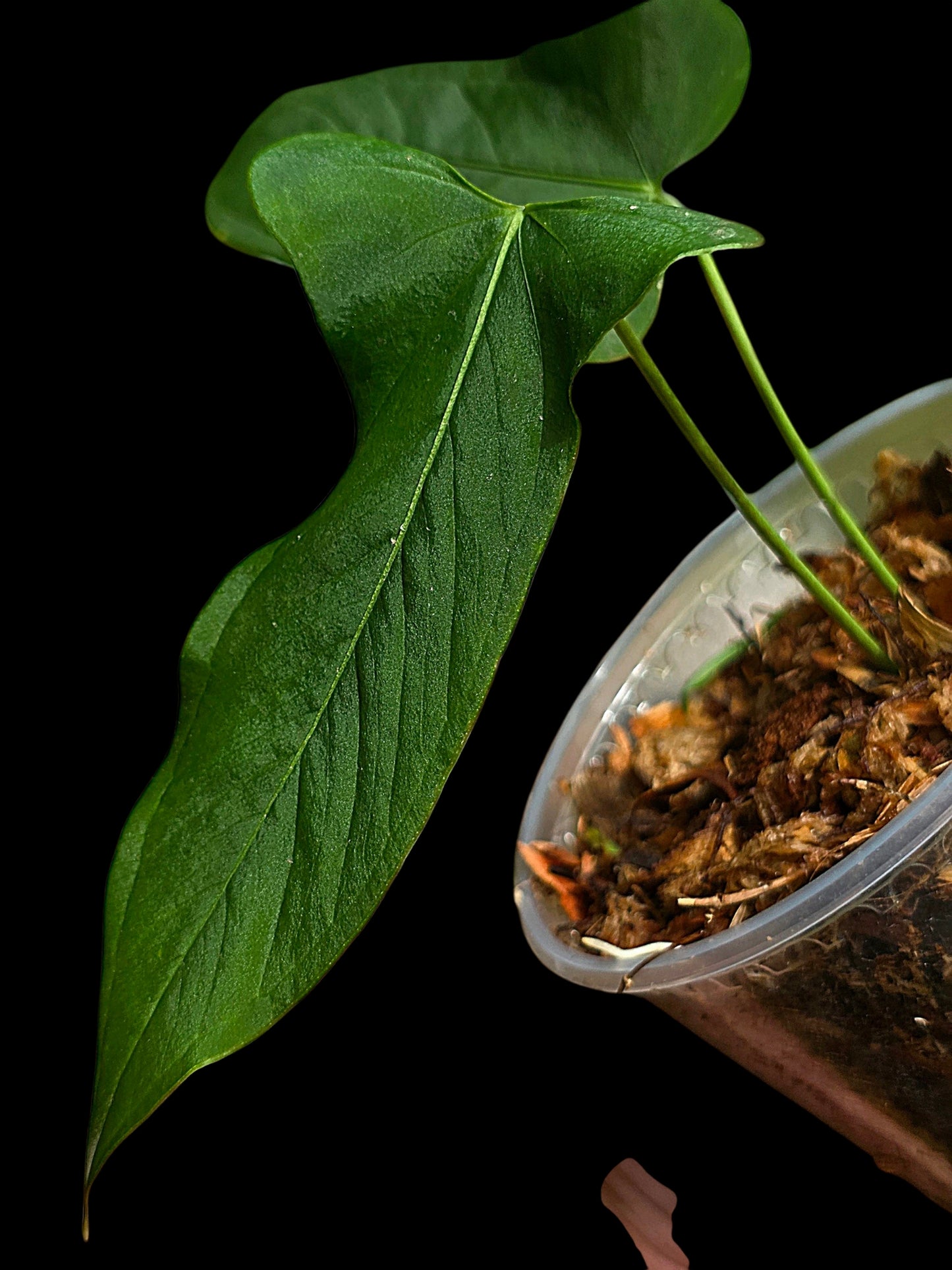 Anthurium sp. 'Tingomarianense Velvet Lobed' with 2 Leaves (EXACT PLANT)