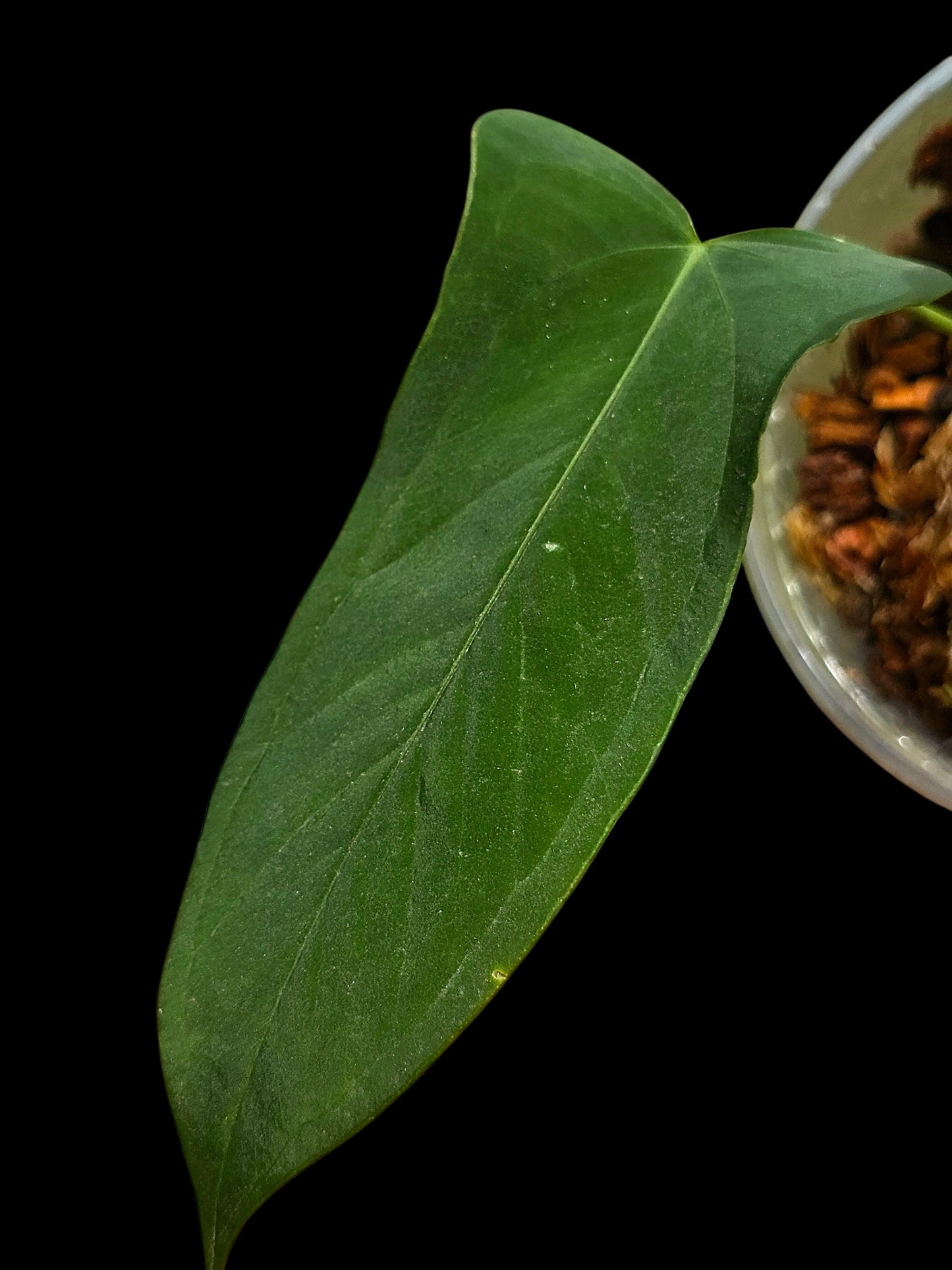 Anthurium sp. 'Tingomarianense Velvet Lobed' with 2 Leaves (EXACT PLANT)