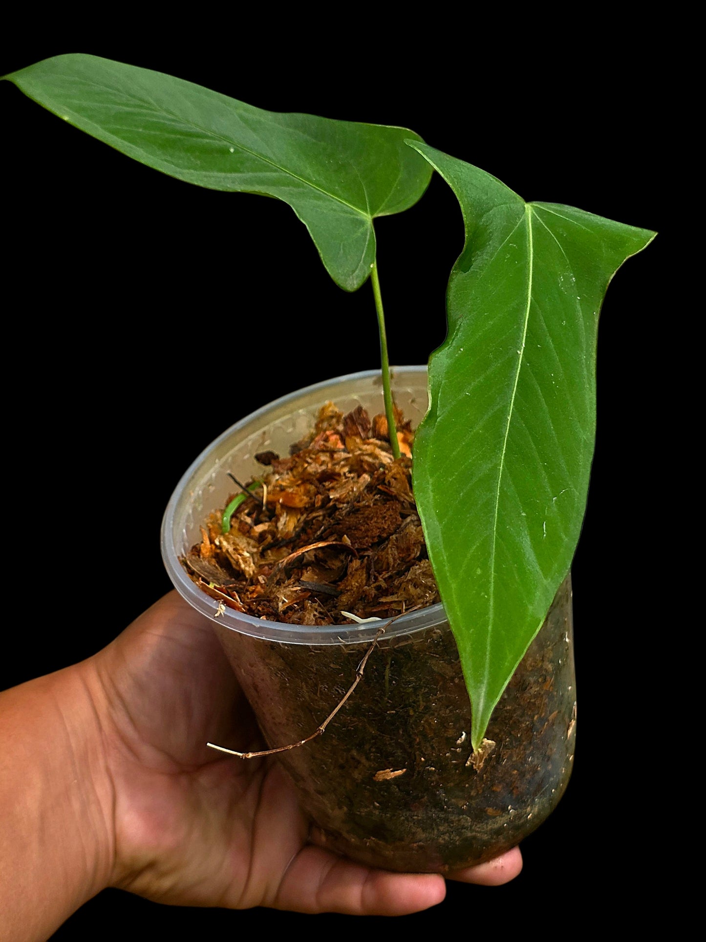 Anthurium sp. 'Tingomarianense Velvet Lobed' with 2 Leaves (EXACT PLANT)