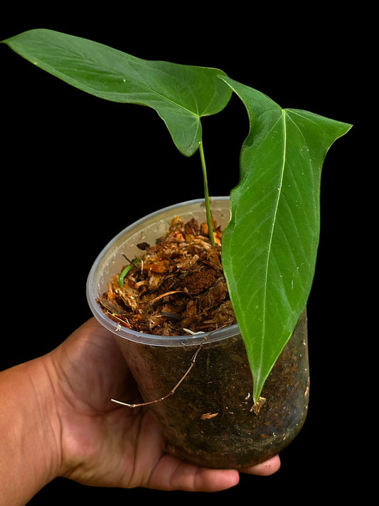 Anthurium sp. 'Tingomarianense Velvet Lobed' with 2 Leaves (EXACT PLANT)