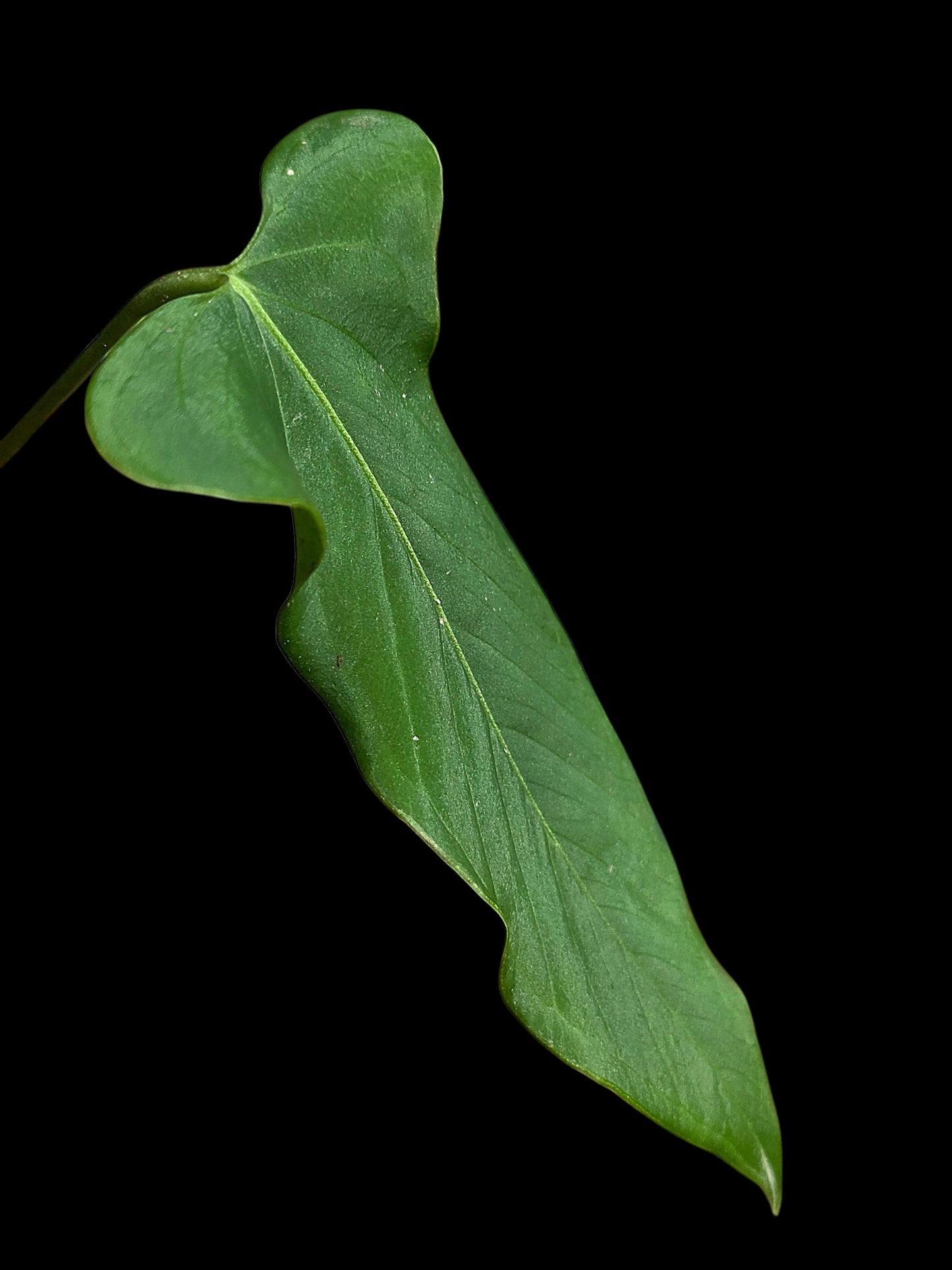 Anthurium sp. 'Tingomarianense Velvet Lobed' with 2 Leaves (EXACT PLANT)
