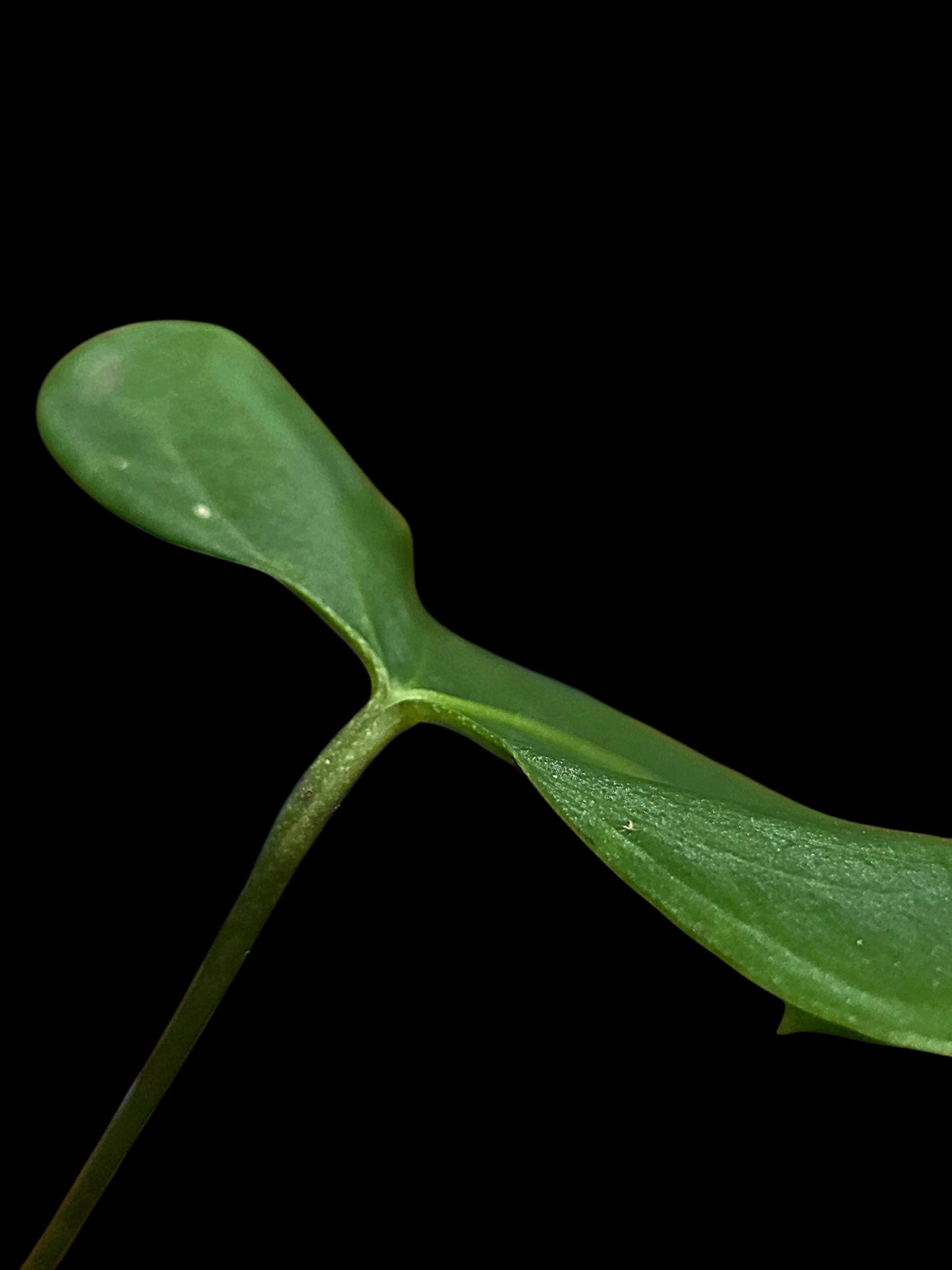 Anthurium sp. 'Tingomarianense Velvet Lobed' with 2 Leaves (EXACT PLANT)