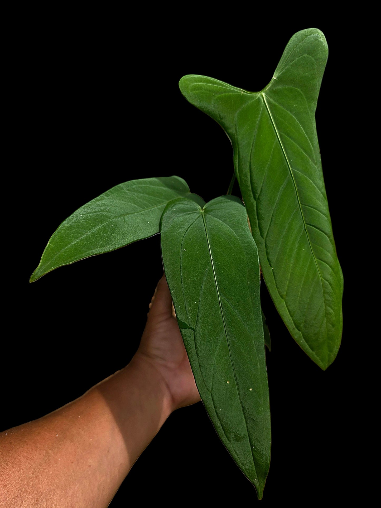 Anthurium sp. 'Tingomarianense Velvet Lobed' with 5 Leaves (EXACT PLANT)