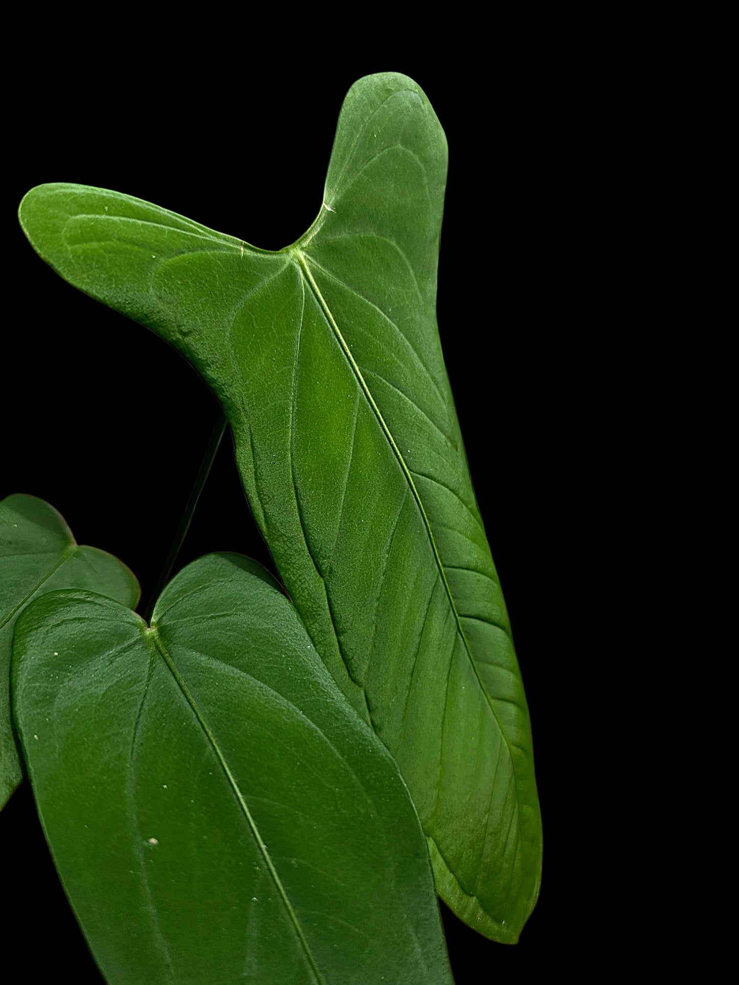 Anthurium sp. 'Tingomarianense Velvet Lobed' with 5 Leaves (EXACT PLANT)