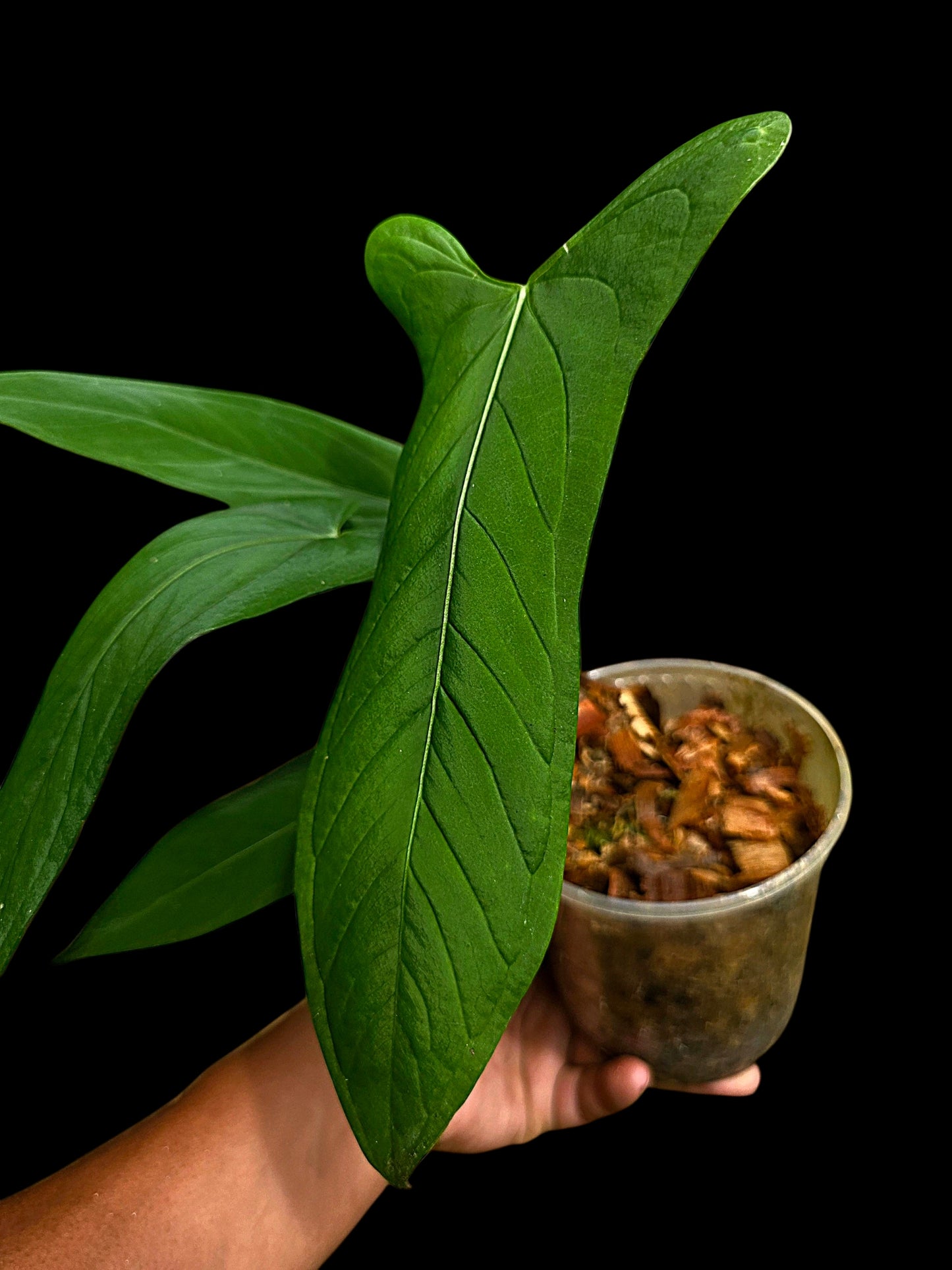 Anthurium sp. 'Tingomarianense Velvet Lobed' with 5 Leaves (EXACT PLANT)
