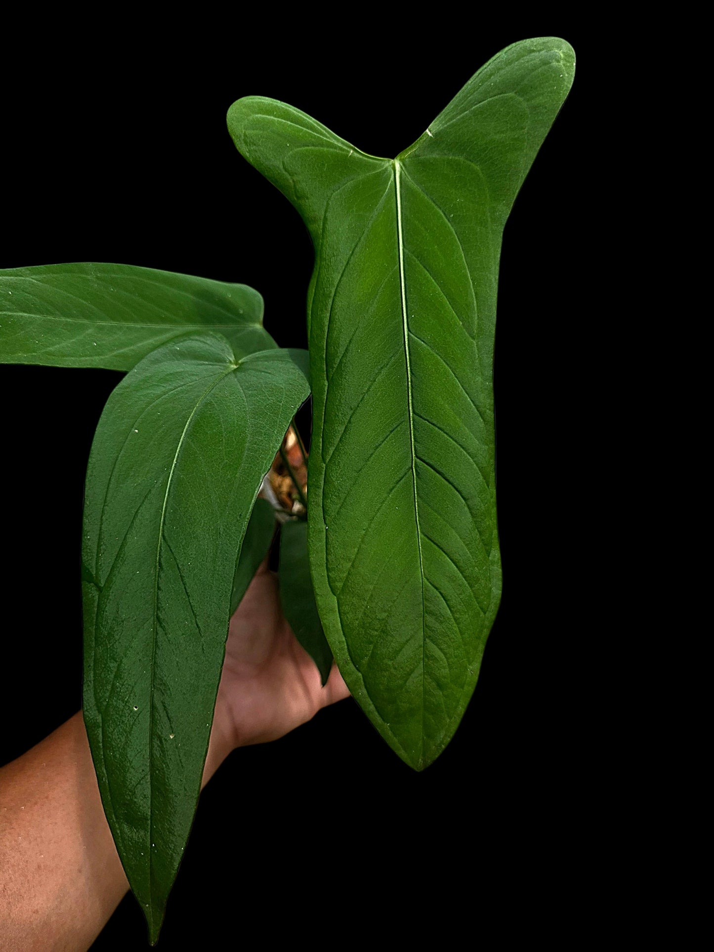 Anthurium sp. 'Tingomarianense Velvet Lobed' with 5 Leaves (EXACT PLANT)
