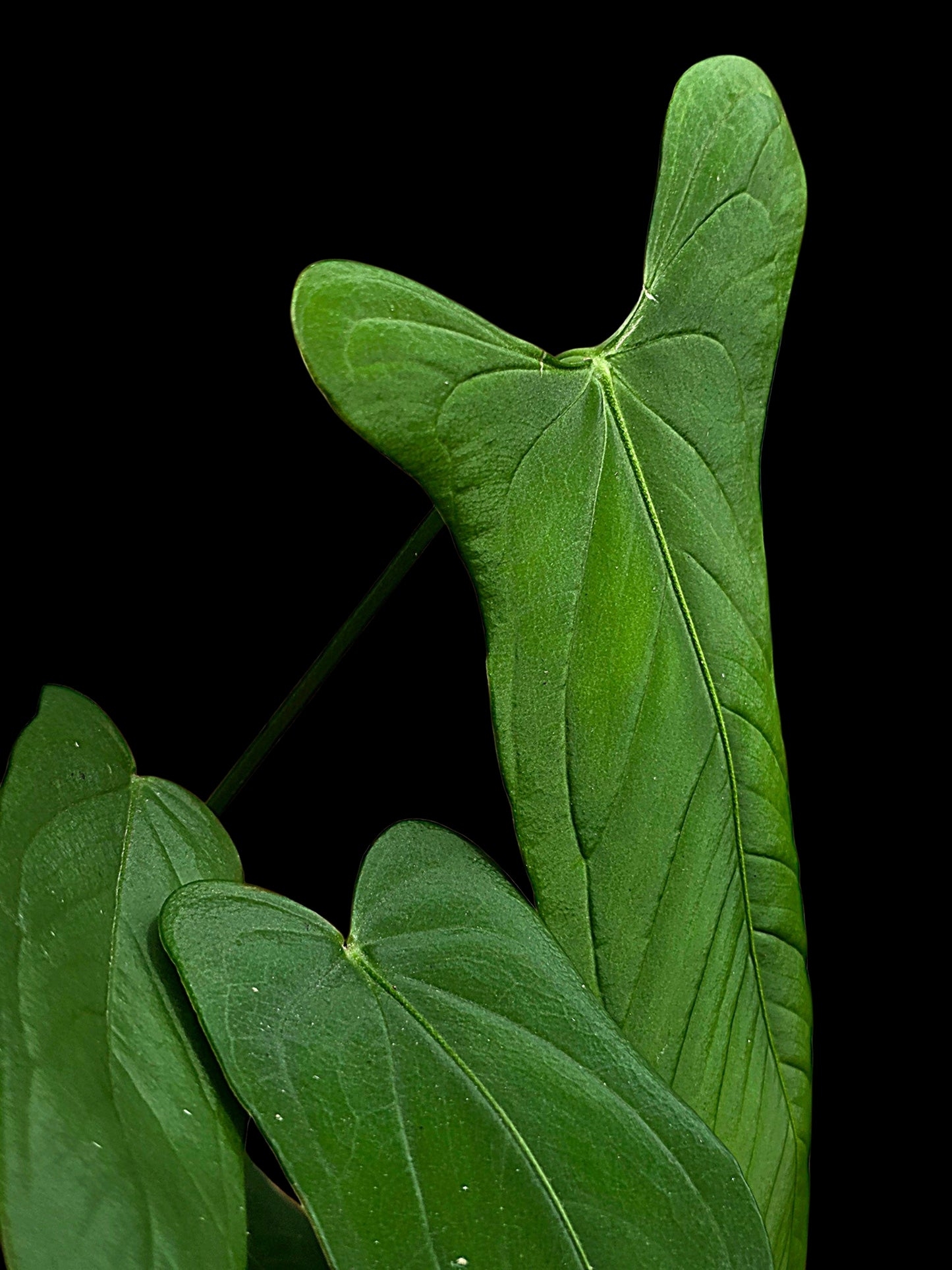 Anthurium sp. 'Tingomarianense Velvet Lobed' with 5 Leaves (EXACT PLANT)