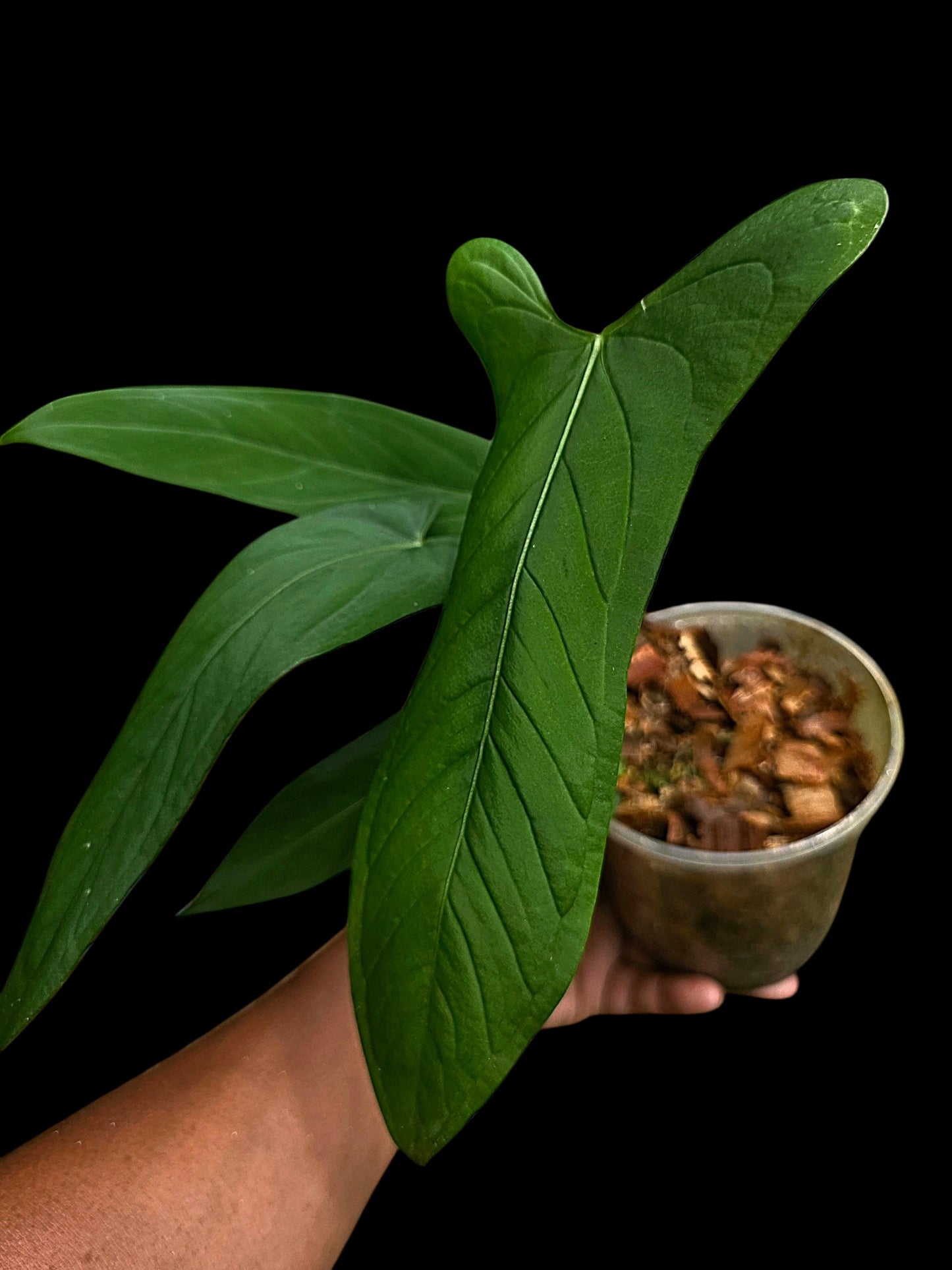 Anthurium sp. 'Tingomarianense Velvet Lobed' with 5 Leaves (EXACT PLANT)