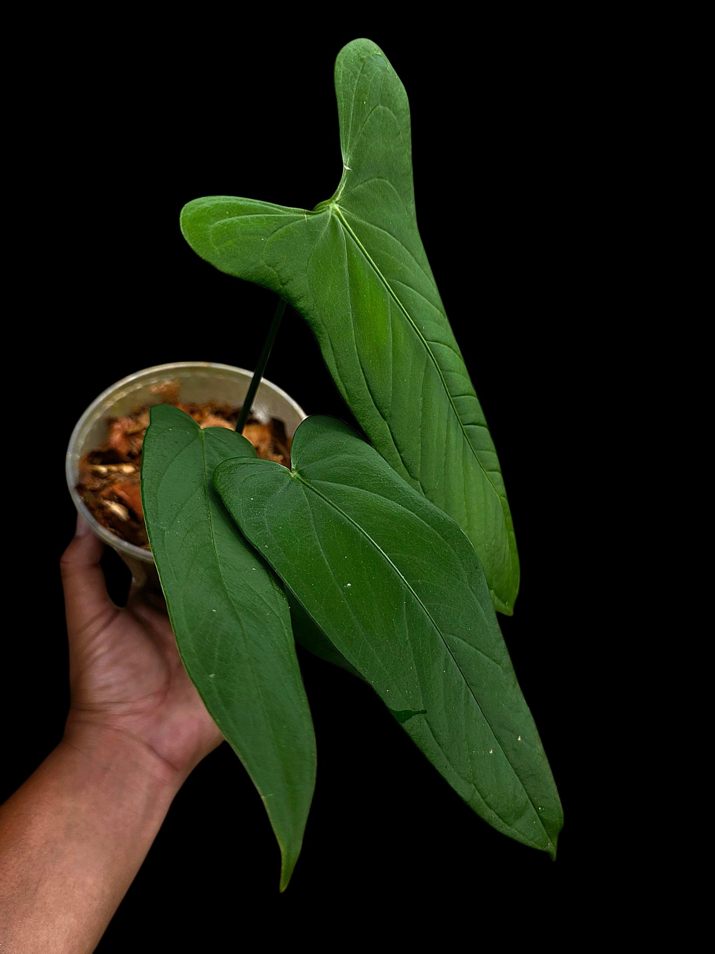Anthurium sp. 'Tingomarianense Velvet Lobed' with 5 Leaves (EXACT PLANT)