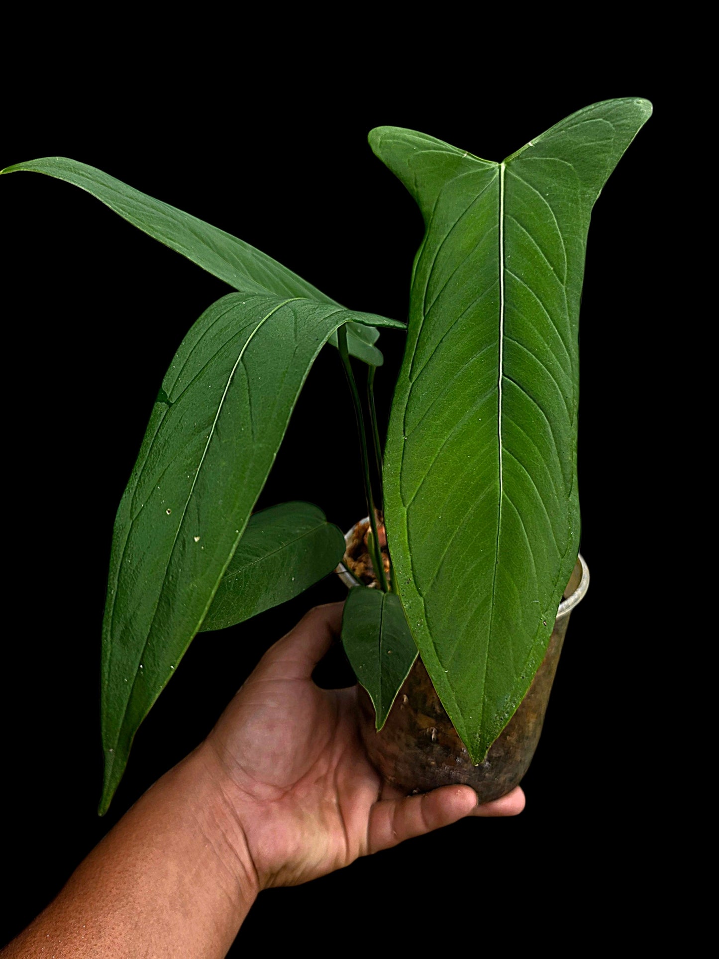 Anthurium sp. 'Tingomarianense Velvet Lobed' with 5 Leaves (EXACT PLANT)