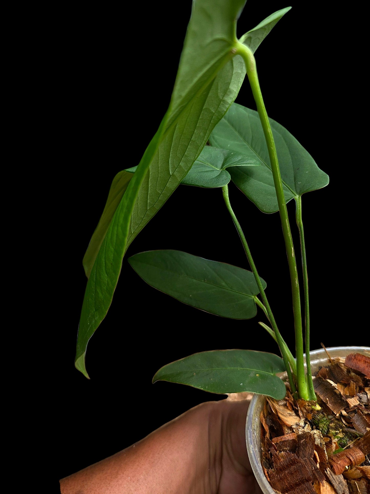 Anthurium sp. 'Tingomarianense Velvet Lobed' with 5 Leaves (EXACT PLANT)