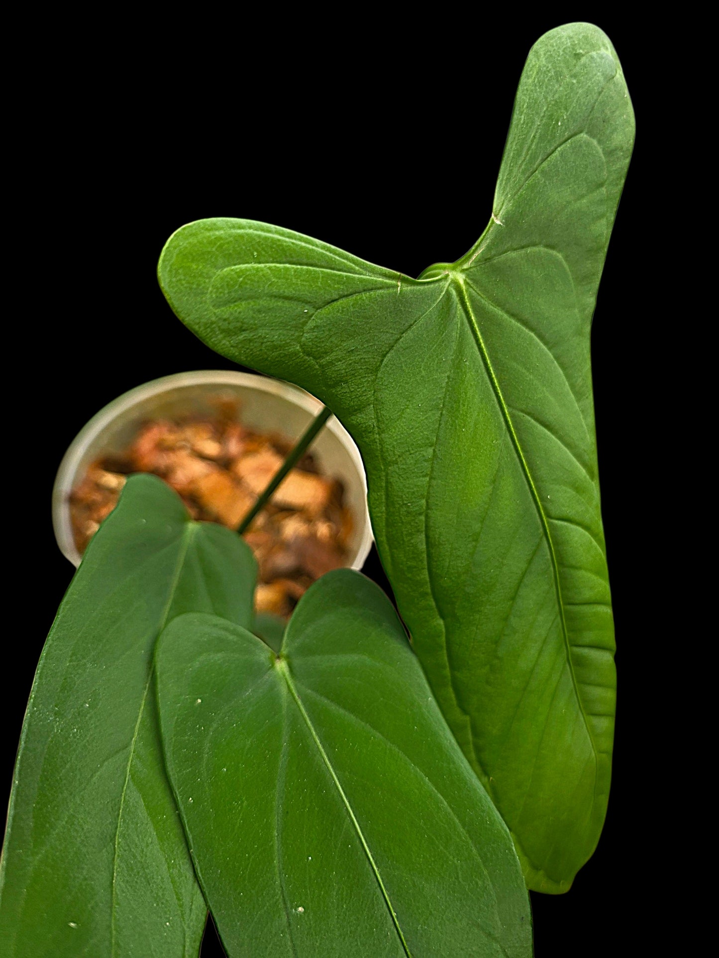 Anthurium sp. 'Tingomarianense Velvet Lobed' with 5 Leaves (EXACT PLANT)