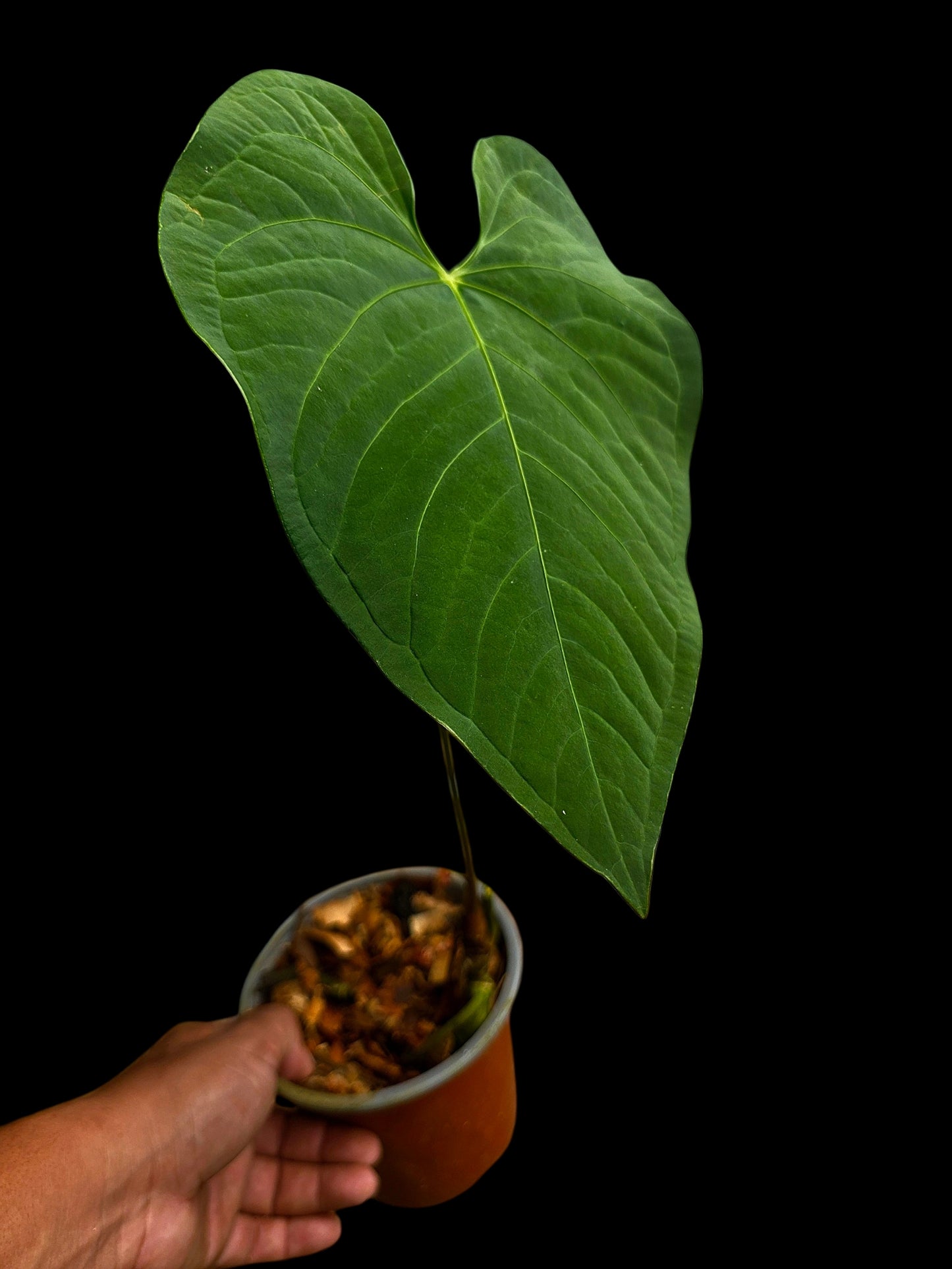 Anthurium sp. "Tarapoto Velvet" Wild Ecotype (EXACT PLANT)